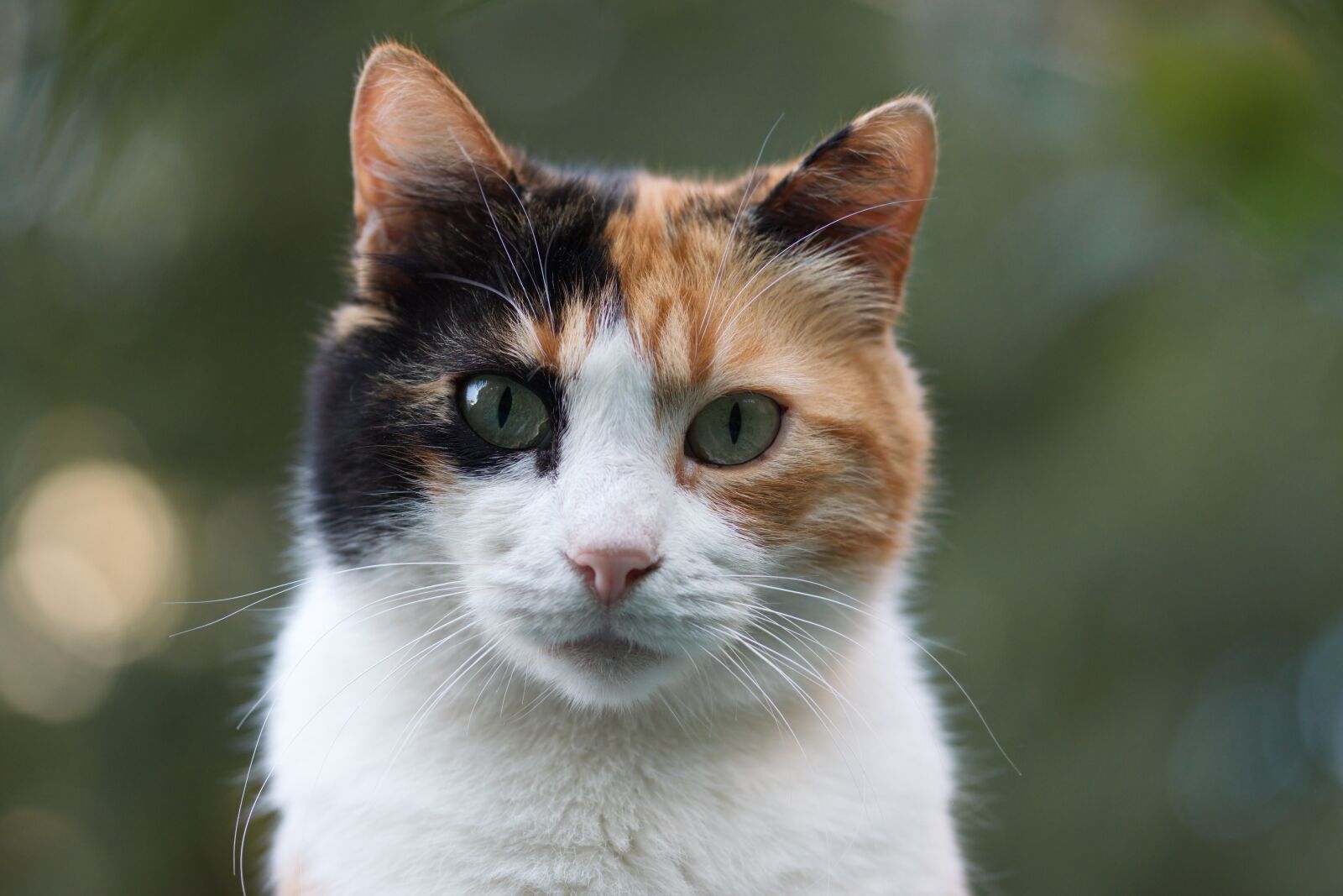 Nikon D5300 sample photo. Cat, calico, adorable photography