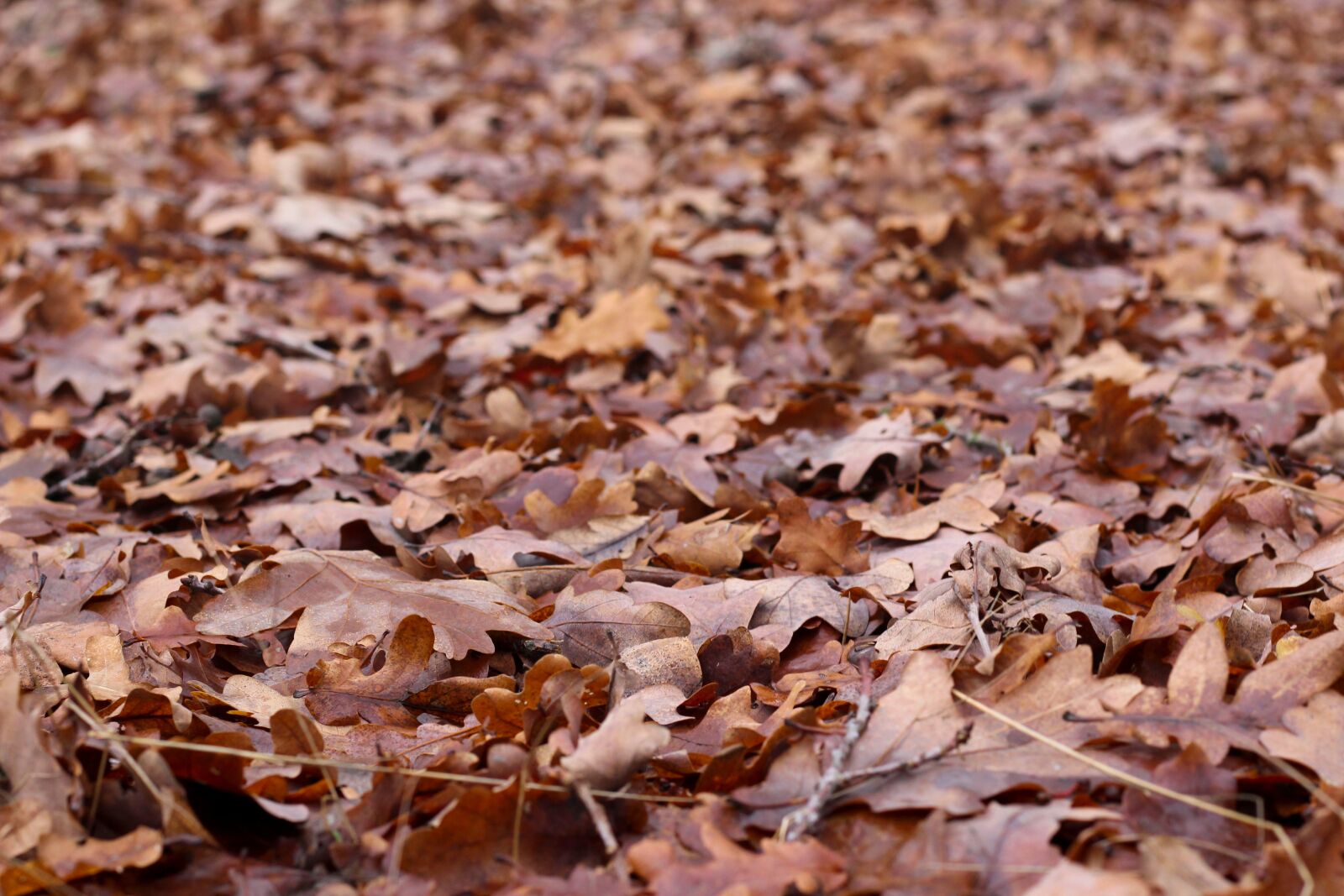 Canon EOS 700D (EOS Rebel T5i / EOS Kiss X7i) + Canon EF 50mm F1.8 STM sample photo. Autumn, leaves, fall leaves photography