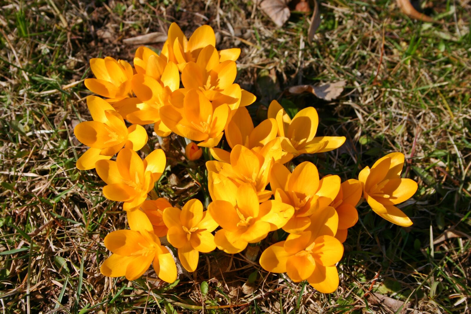 Canon EOS 300D (EOS Digital Rebel / EOS Kiss Digital) sample photo. Crocus, yellow, blossom photography