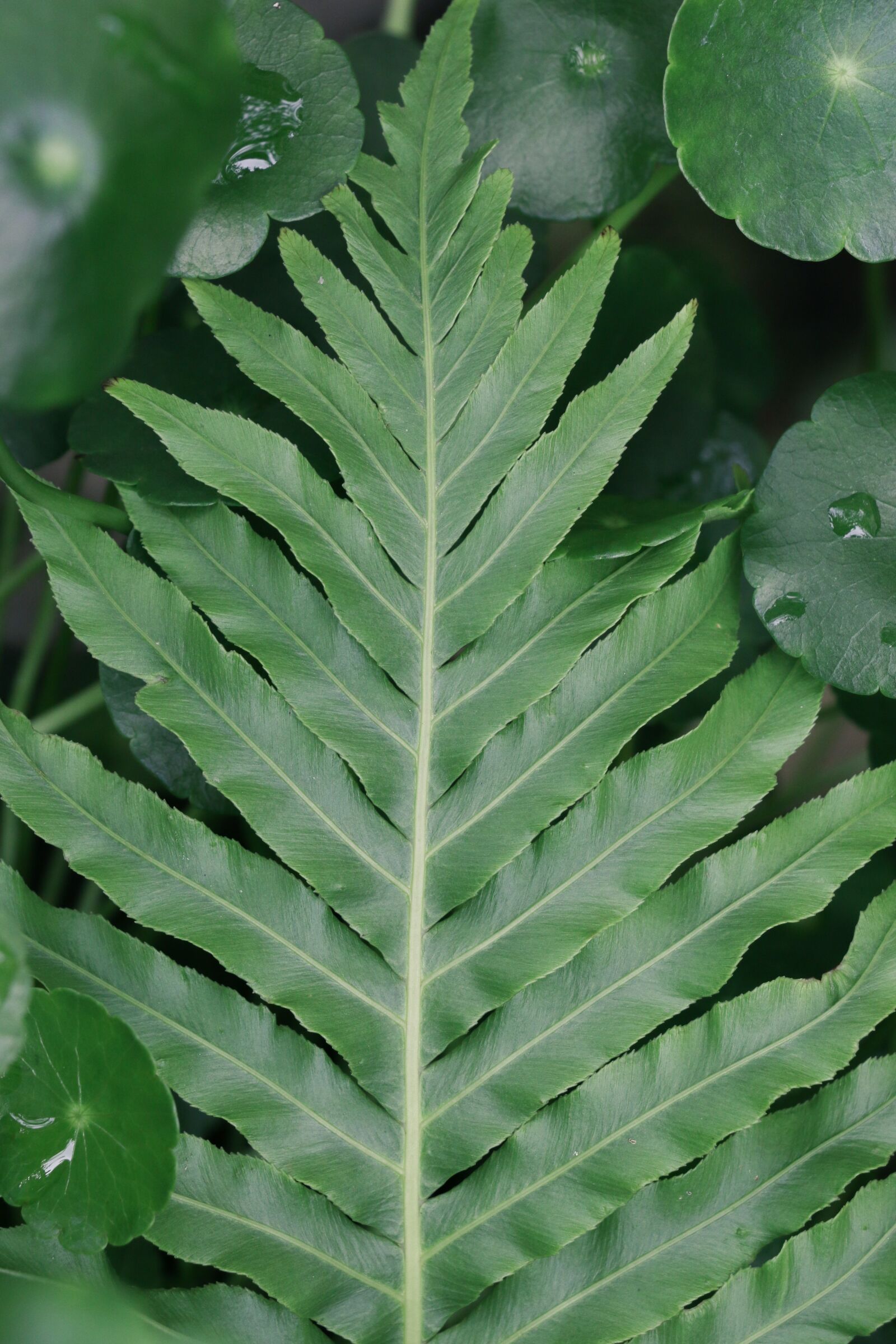 Canon EOS 70D sample photo. Symmetry, leaf, ferns photography