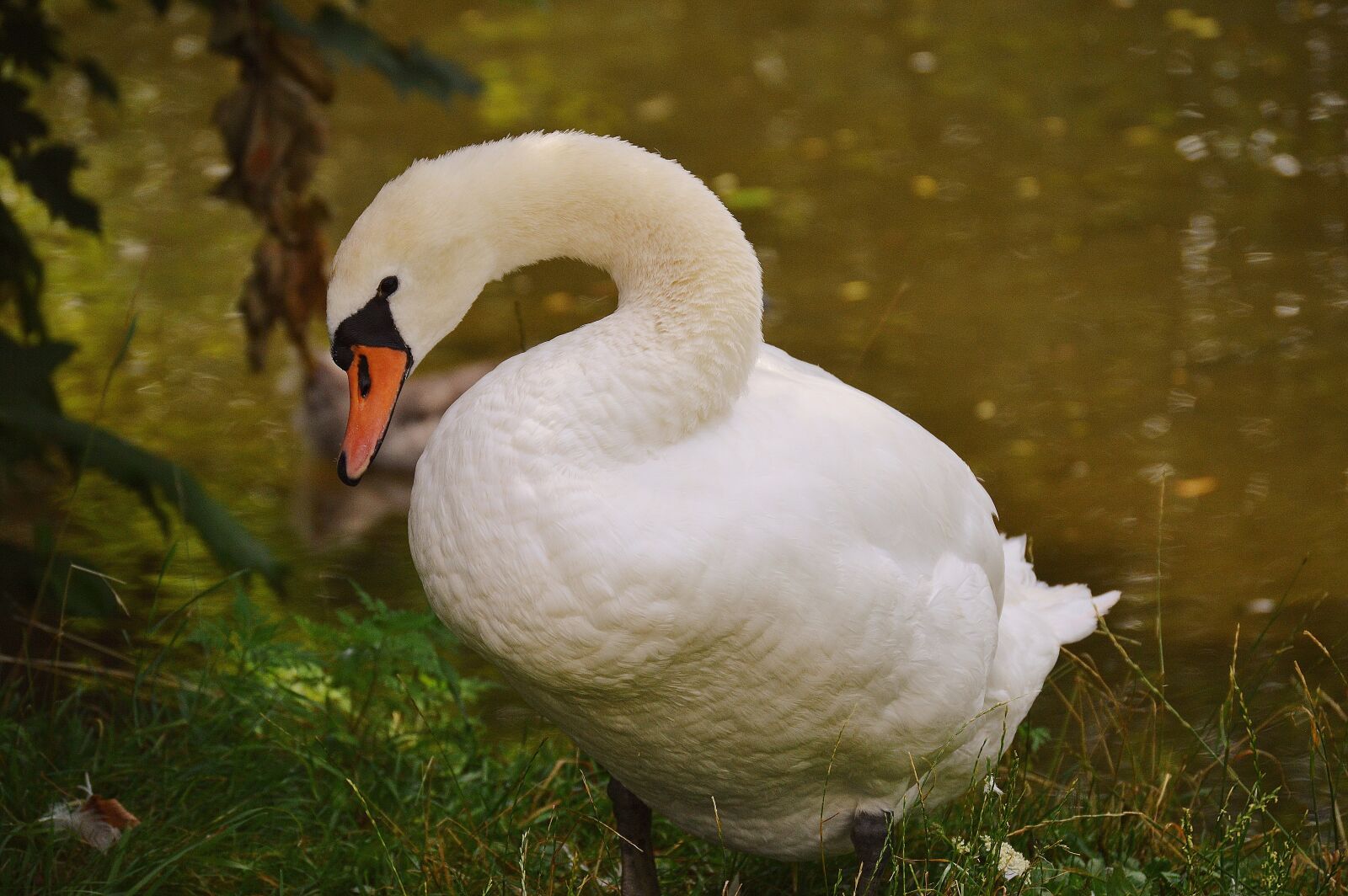 Nikon D3200 sample photo. Swan, bird, waters photography