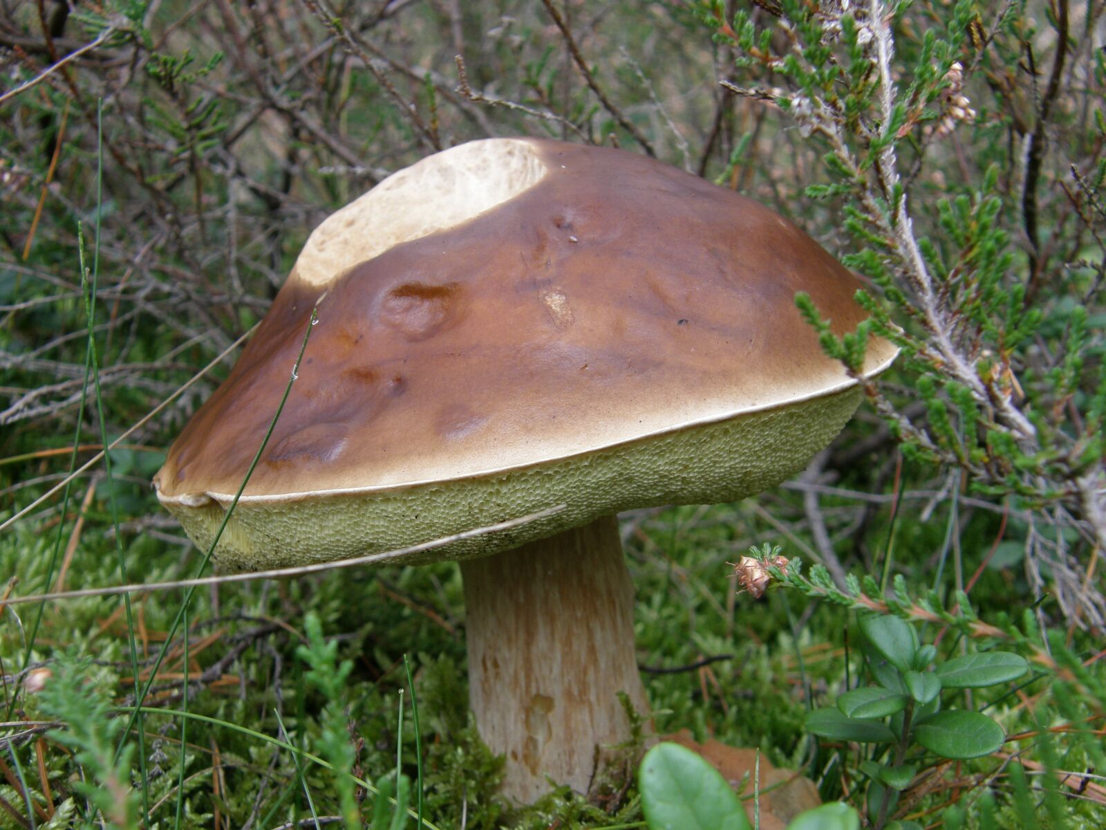 Olympus SP560UZ sample photo. Mushroom, forest, moss photography