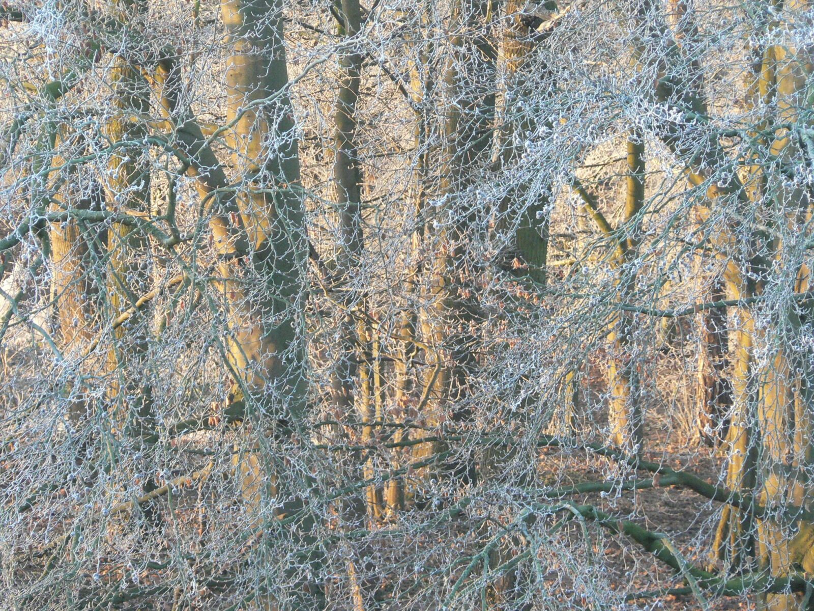 Panasonic DMC-FZ5 sample photo. Tree, frost, winter photography
