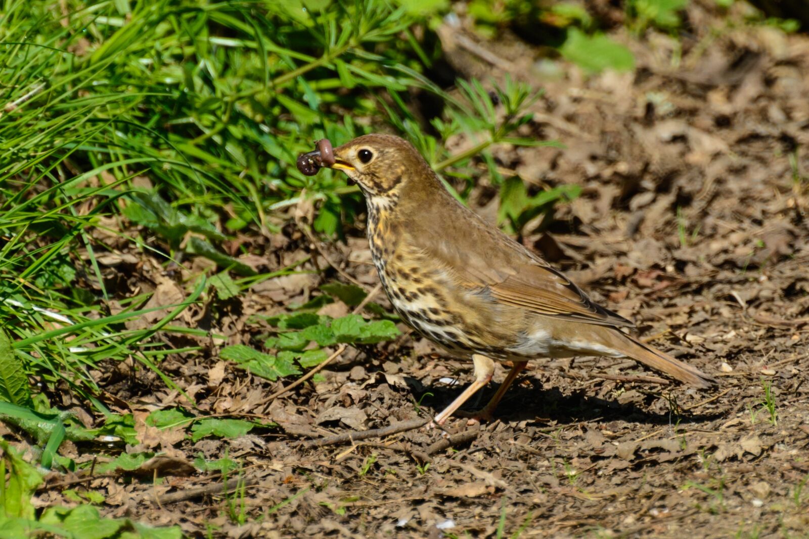Nikon D7100 sample photo. Thrush, bird, songbird photography