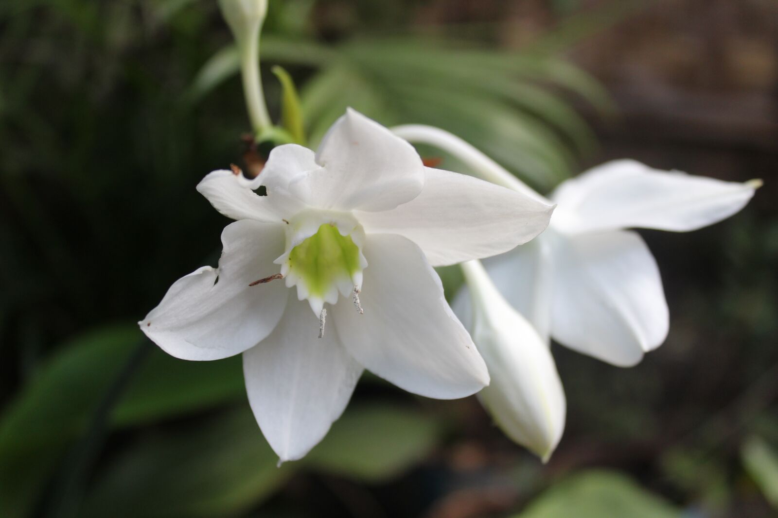 Canon EOS 1300D (EOS Rebel T6 / EOS Kiss X80) sample photo. Flower, white, photo photography