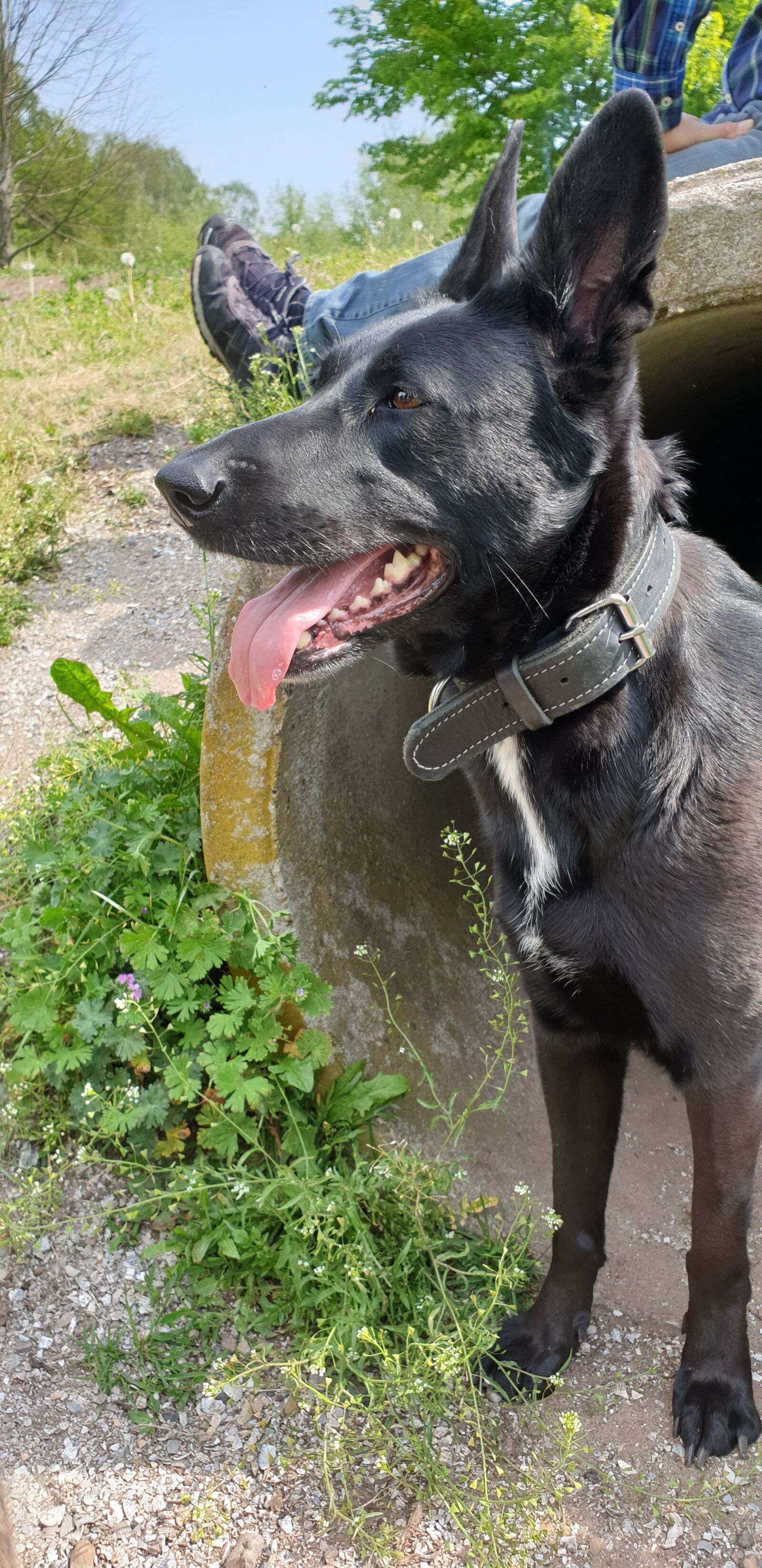 Samsung Galaxy Note9 sample photo. Pet, dog, black photography