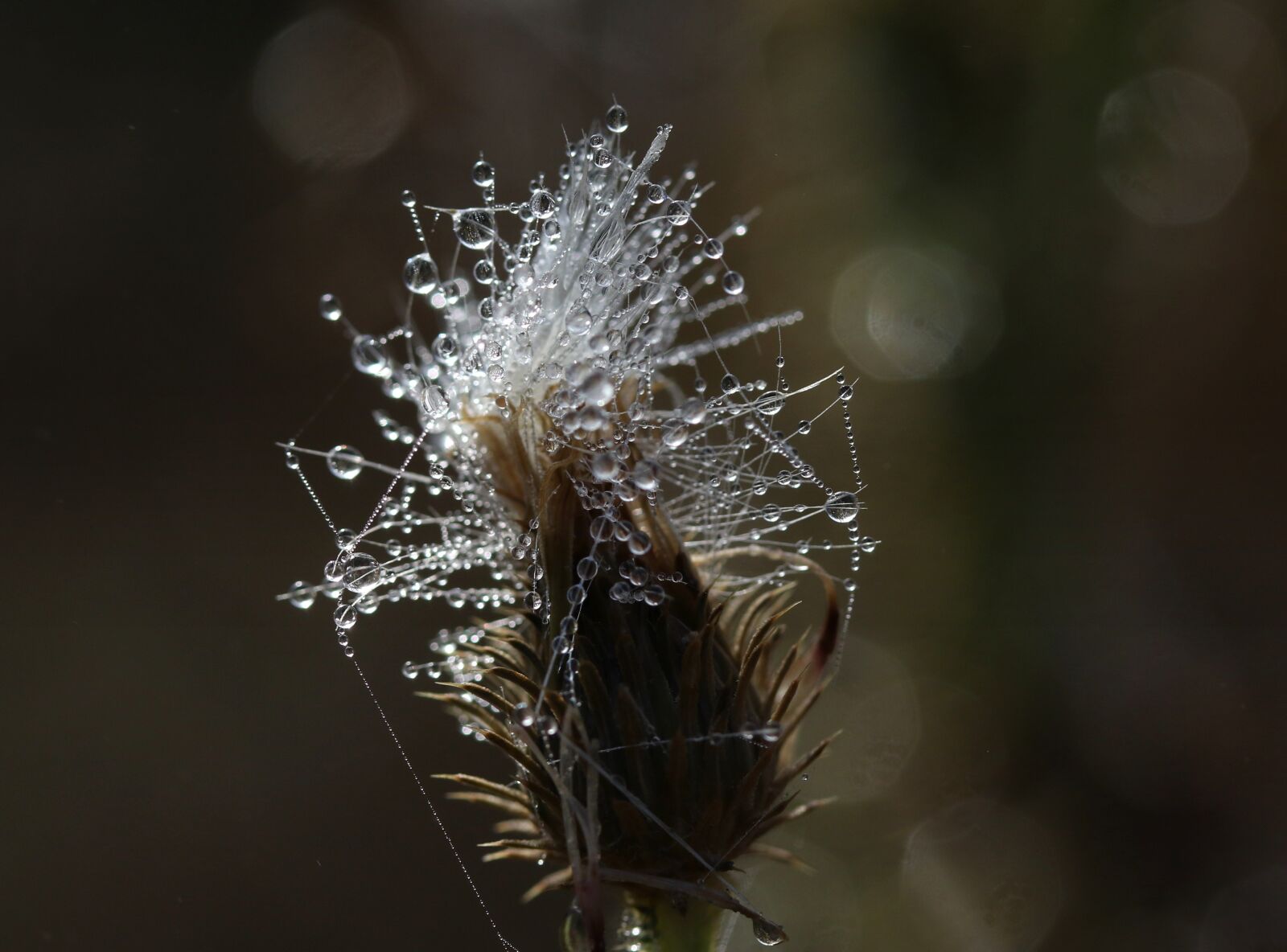 Canon EF-S 60mm F2.8 Macro USM sample photo. Plant, wet, drops photography