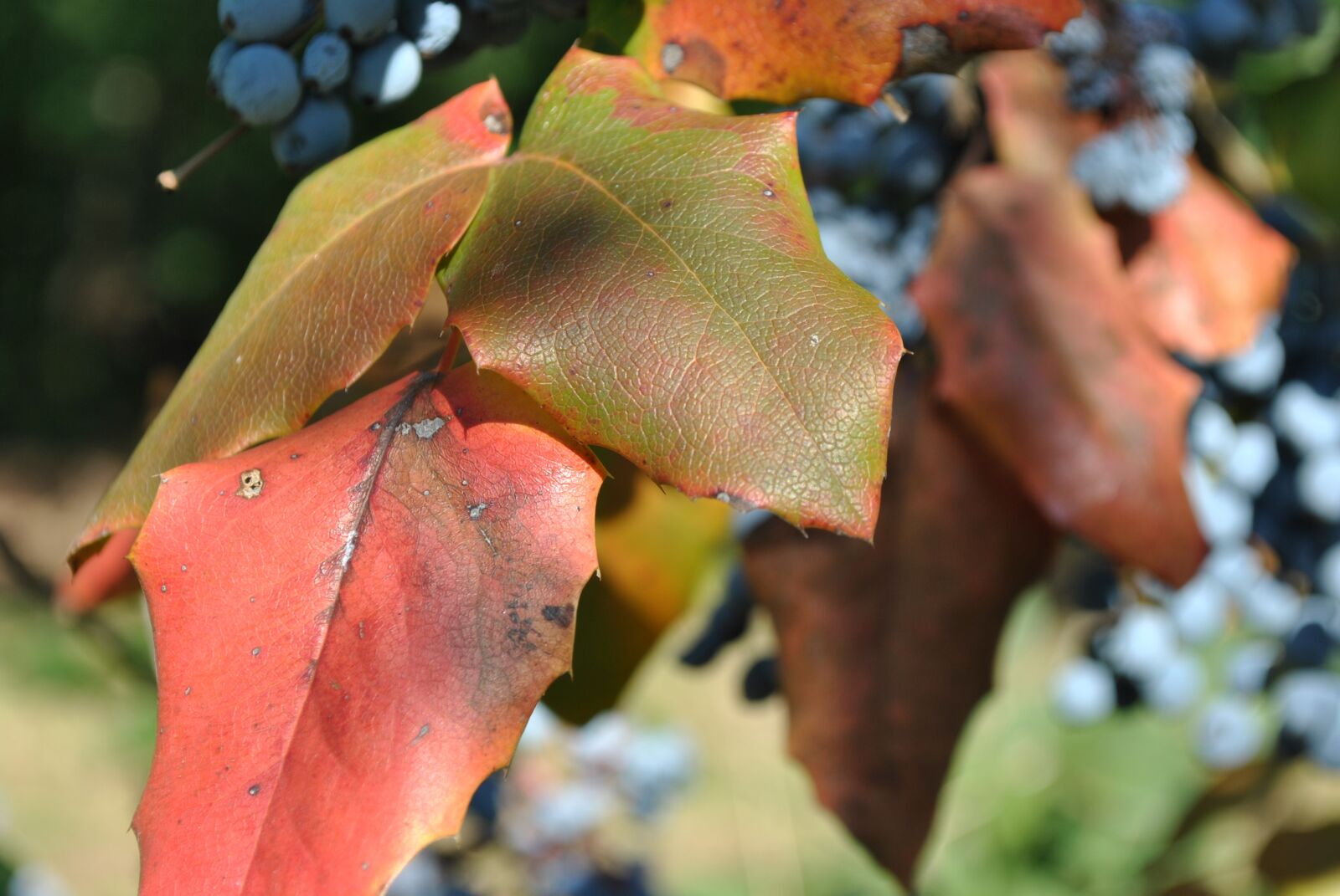 Nikon D3000 sample photo. Foliage, autumn, nature photography