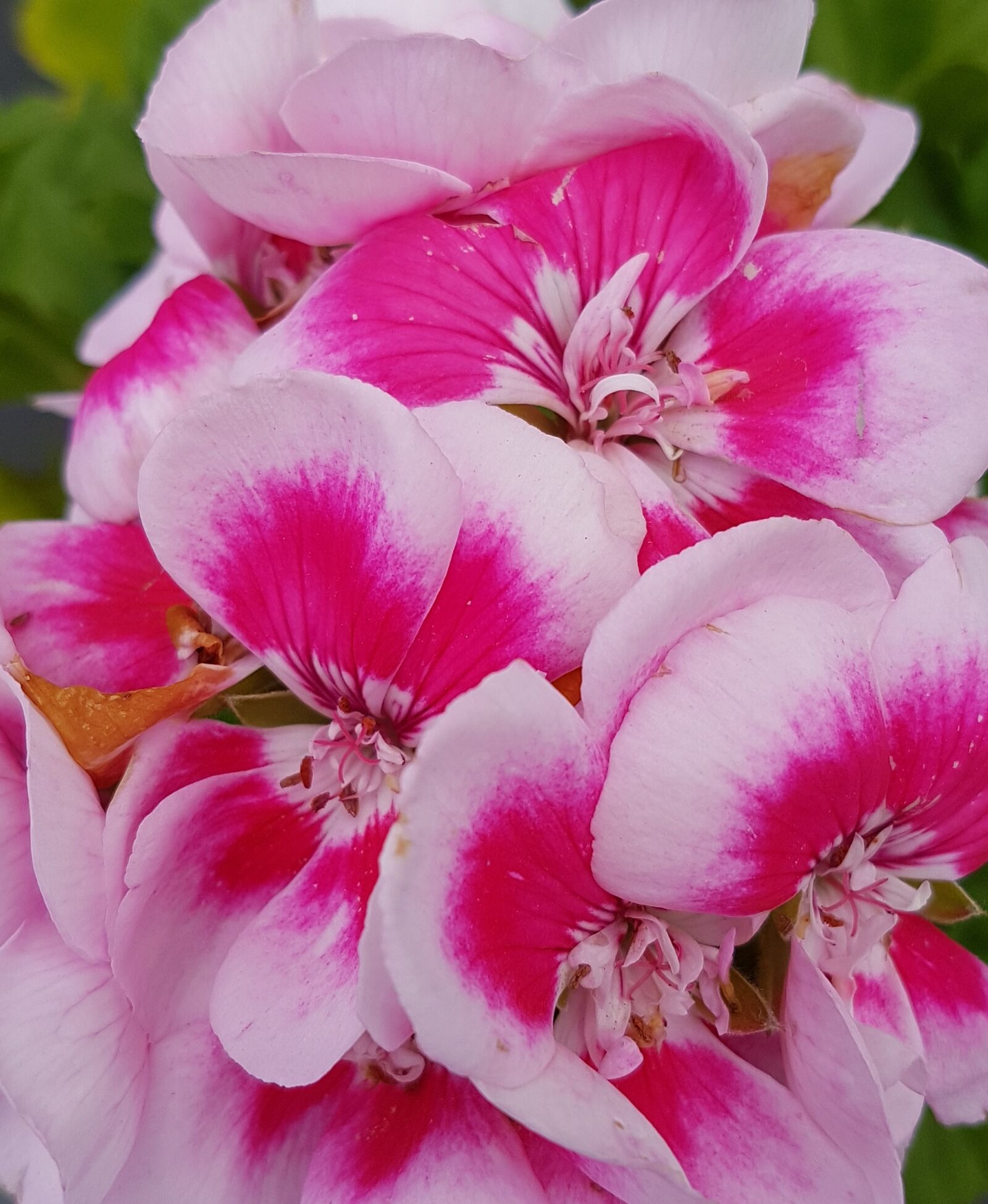 Samsung Galaxy S7 sample photo. Bright, colours, bunches, of photography