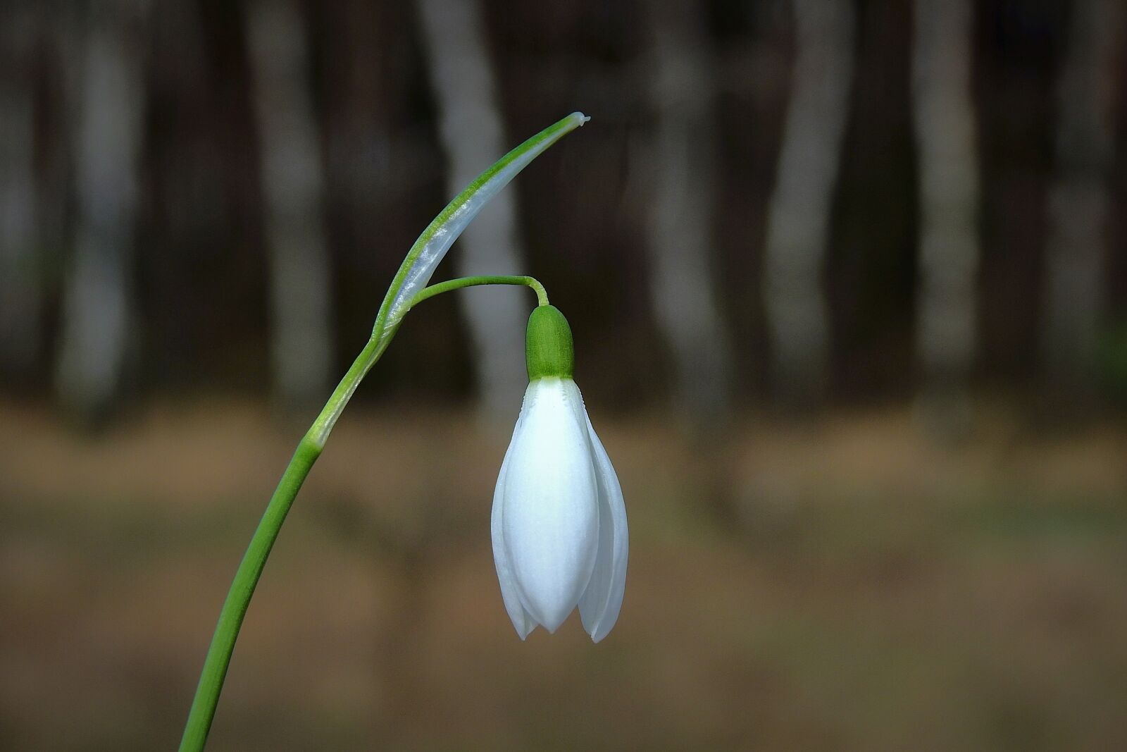 Nikon Coolpix P900 sample photo. Snowdrop, early spring, flowering photography
