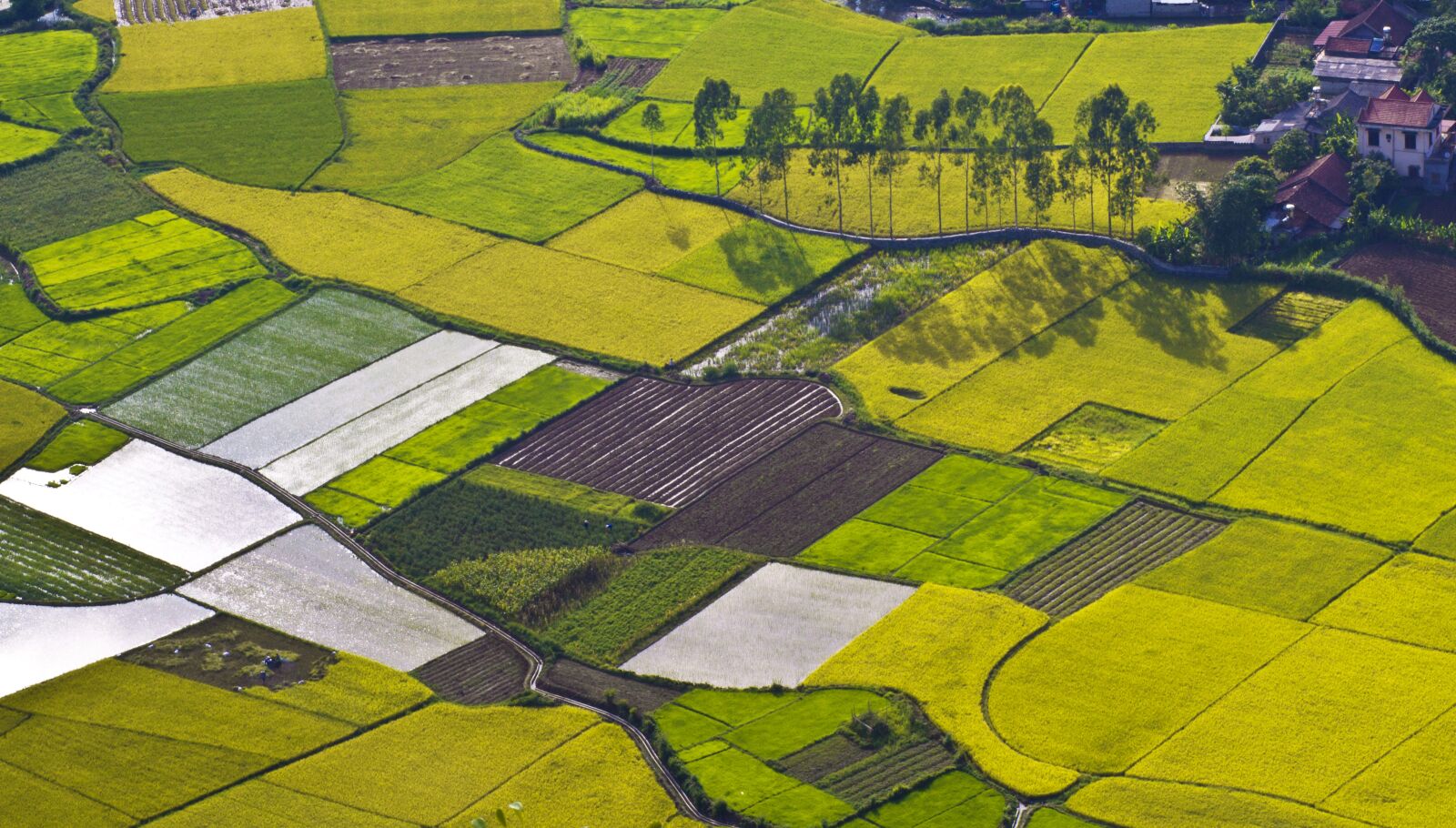 Canon EOS 50D sample photo. Field, silk, rice n photography