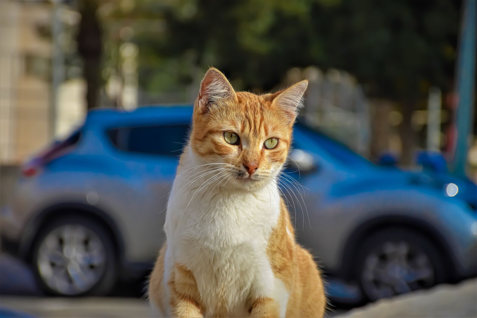Nikon D5600 sample photo. Cat, car, street photography