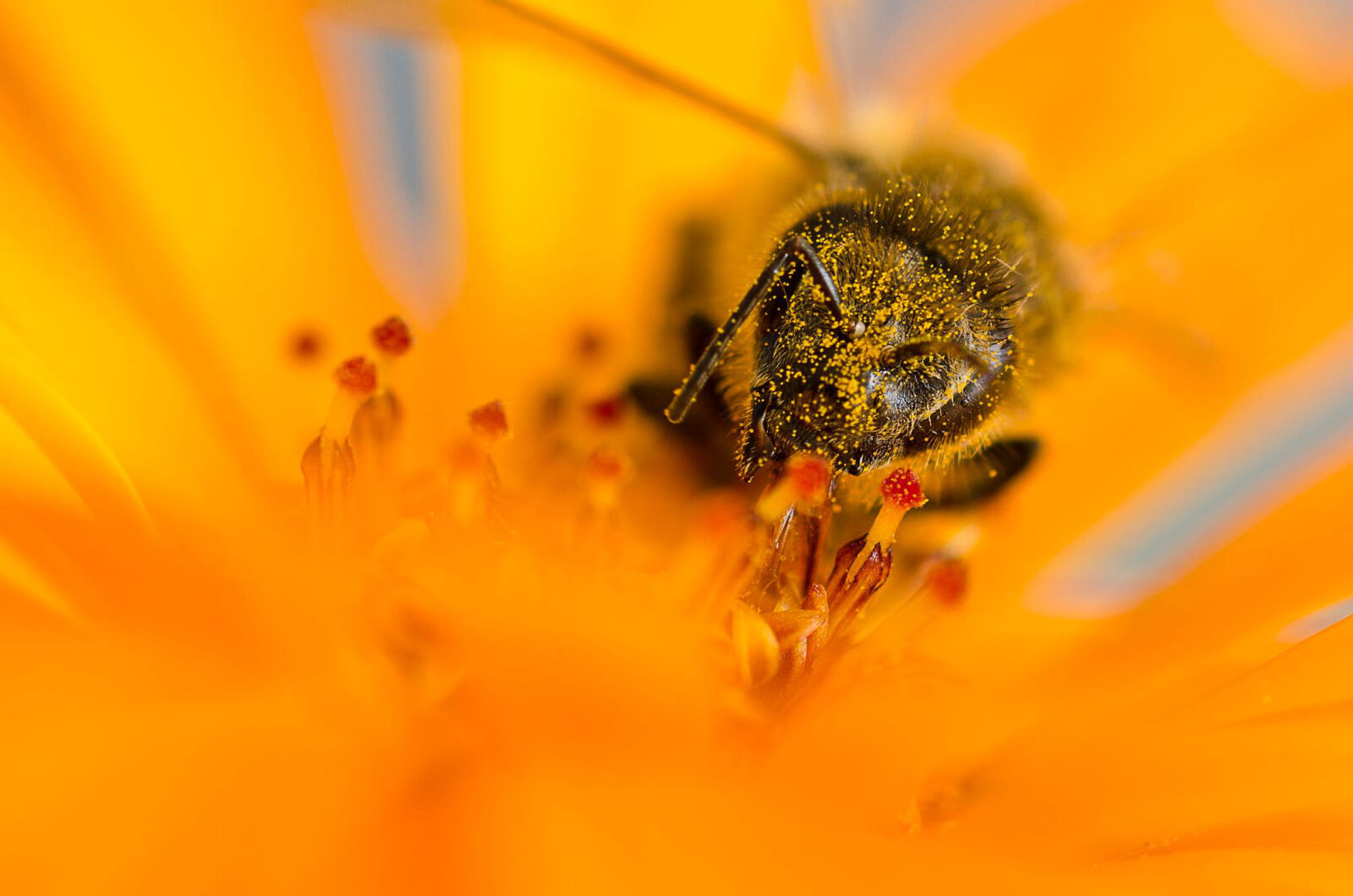 Nikon D7000 sample photo. Bee, bees, honey, bee photography