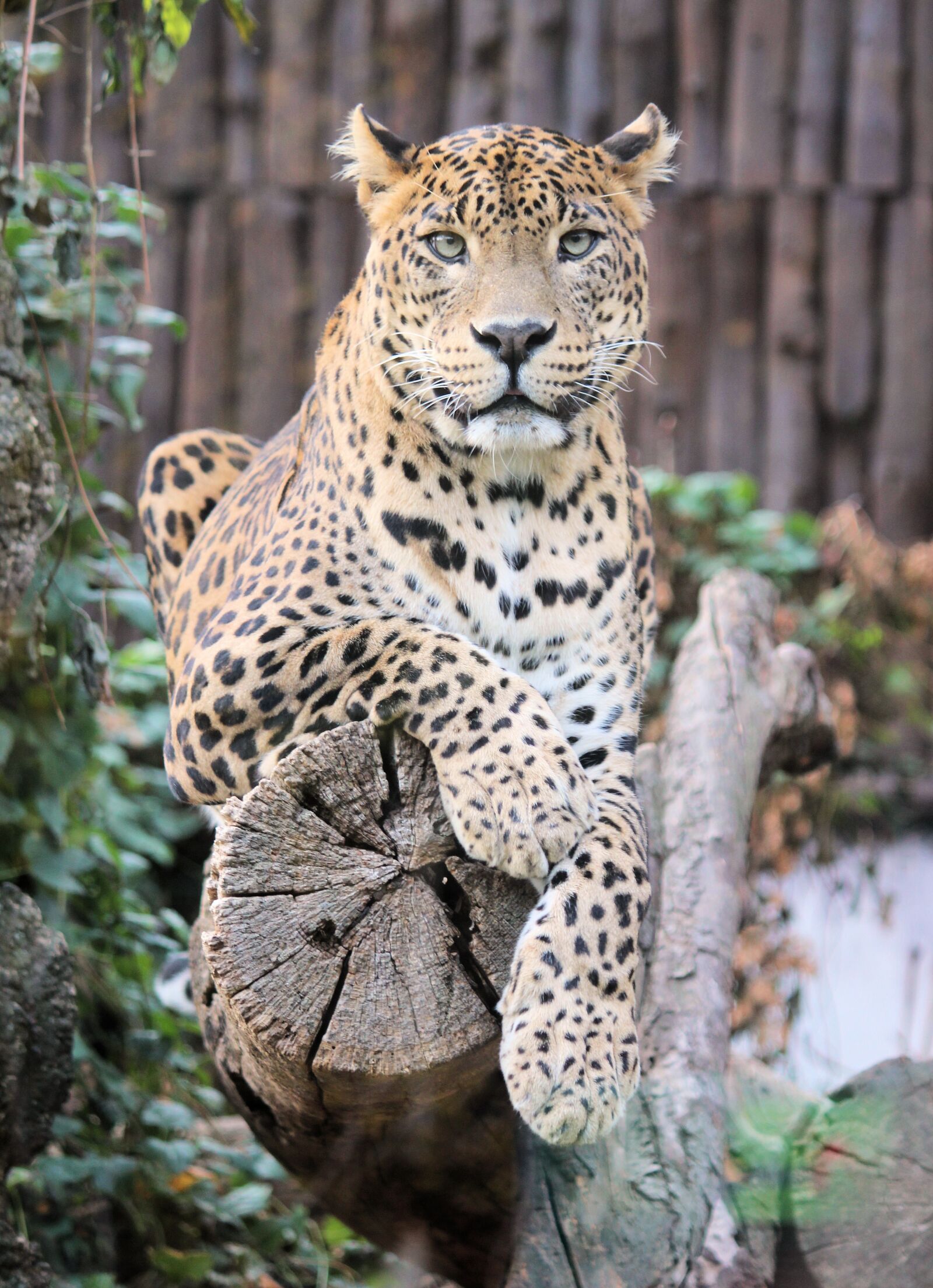 Canon EOS 550D (EOS Rebel T2i / EOS Kiss X4) sample photo. Leopard, panther, beast photography