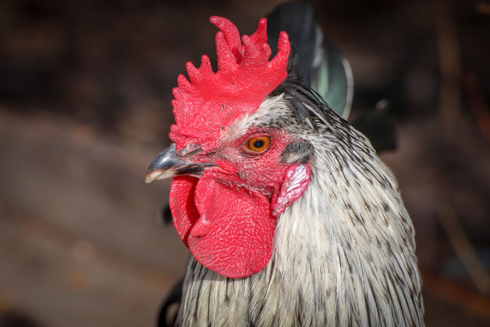 Canon EOS 200D (EOS Rebel SL2 / EOS Kiss X9) sample photo. Hahn, poultry, bird photography