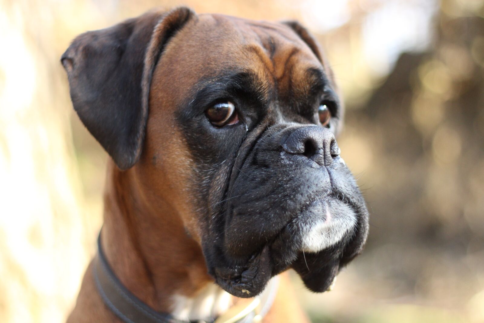 Canon EOS 700D (EOS Rebel T5i / EOS Kiss X7i) + Canon EF 50mm F1.8 II sample photo. Boxer, boxer dog, dog photography