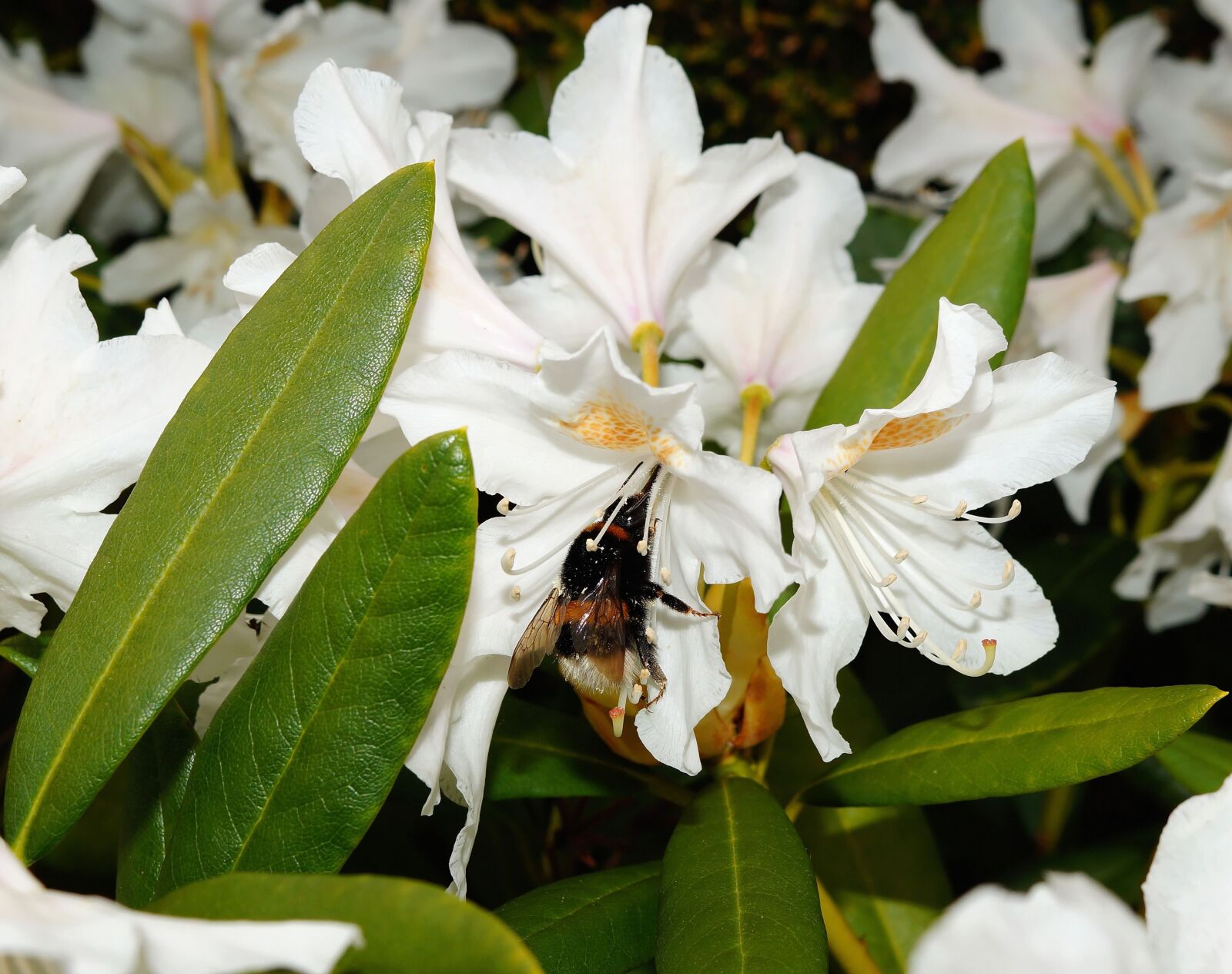 Sony SLT-A58 + Sony DT 30mm F2.8 Macro SAM sample photo. Rhododendrons, bush, flowers photography