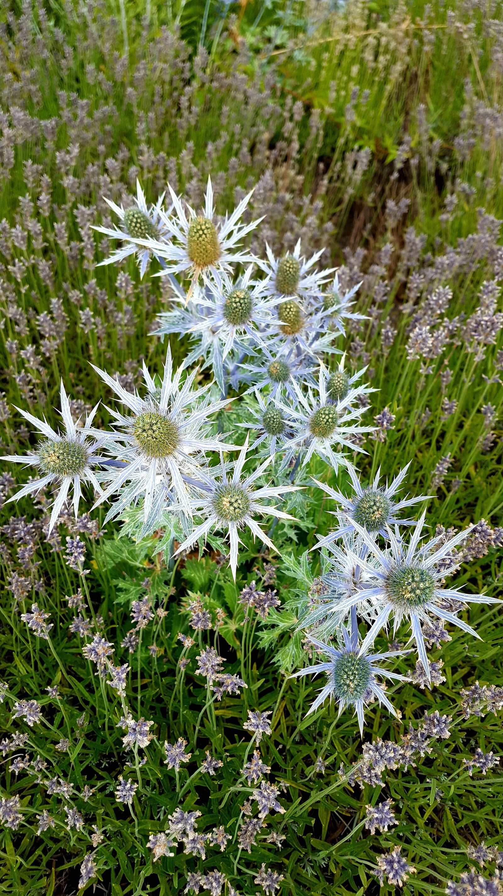 Samsung Galaxy S6 sample photo. Flower, nature, plant photography