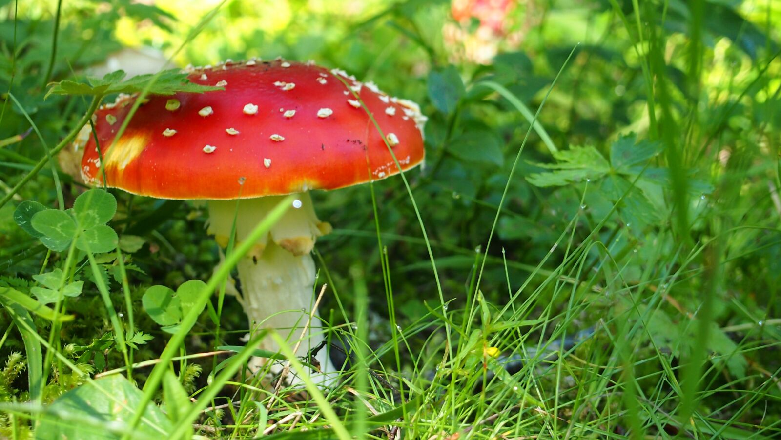 Olympus PEN E-PL3 sample photo. Amanita kills fly, fungus photography