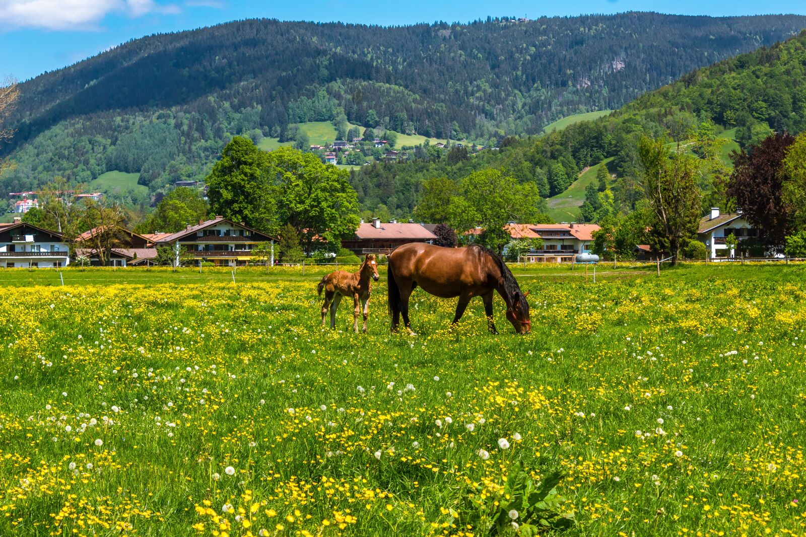 Canon EOS 1300D (EOS Rebel T6 / EOS Kiss X80) sample photo. Horse, brown, foal photography