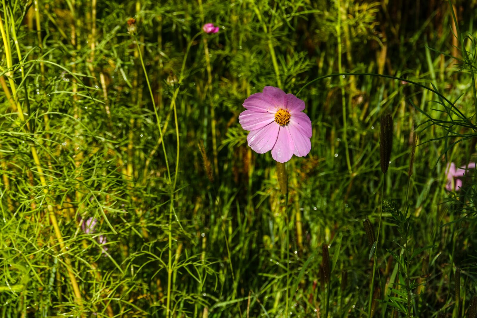 TAMRON 18-200mm F/3.5-6.3 DiII A14E sample photo. Flower, gesanghua, flowers photography