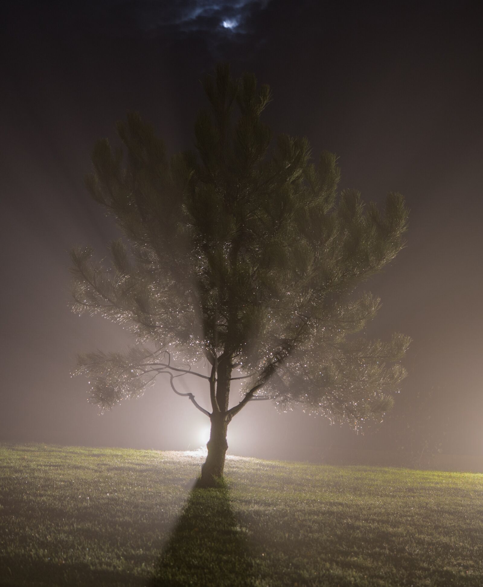 Sony DT 16-50mm F2.8 SSM sample photo. Nature, pine, night, night photography