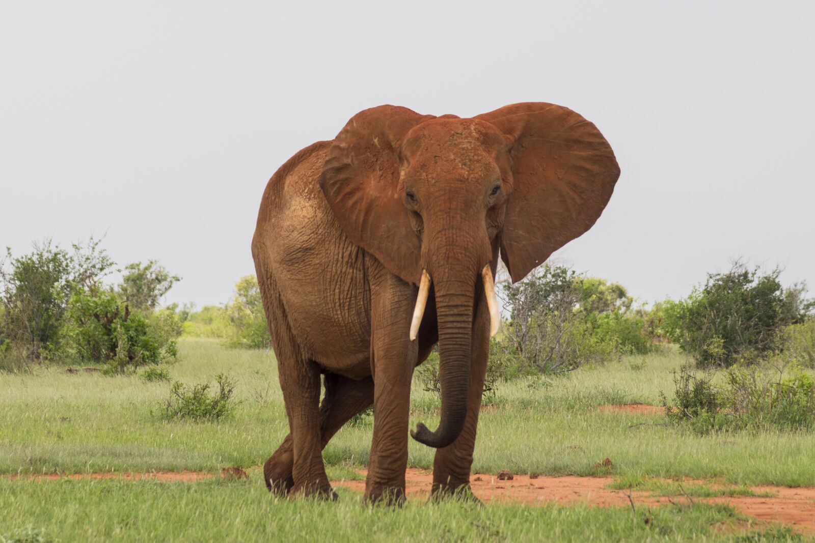 Nikon D5500 sample photo. Wildlife, mammal, elephant photography