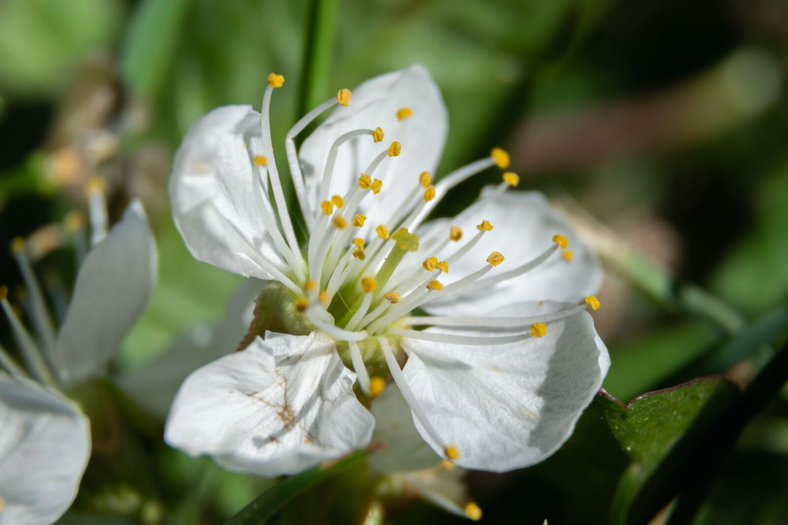 Nikon D3300 sample photo. Flower, garden, nature photography