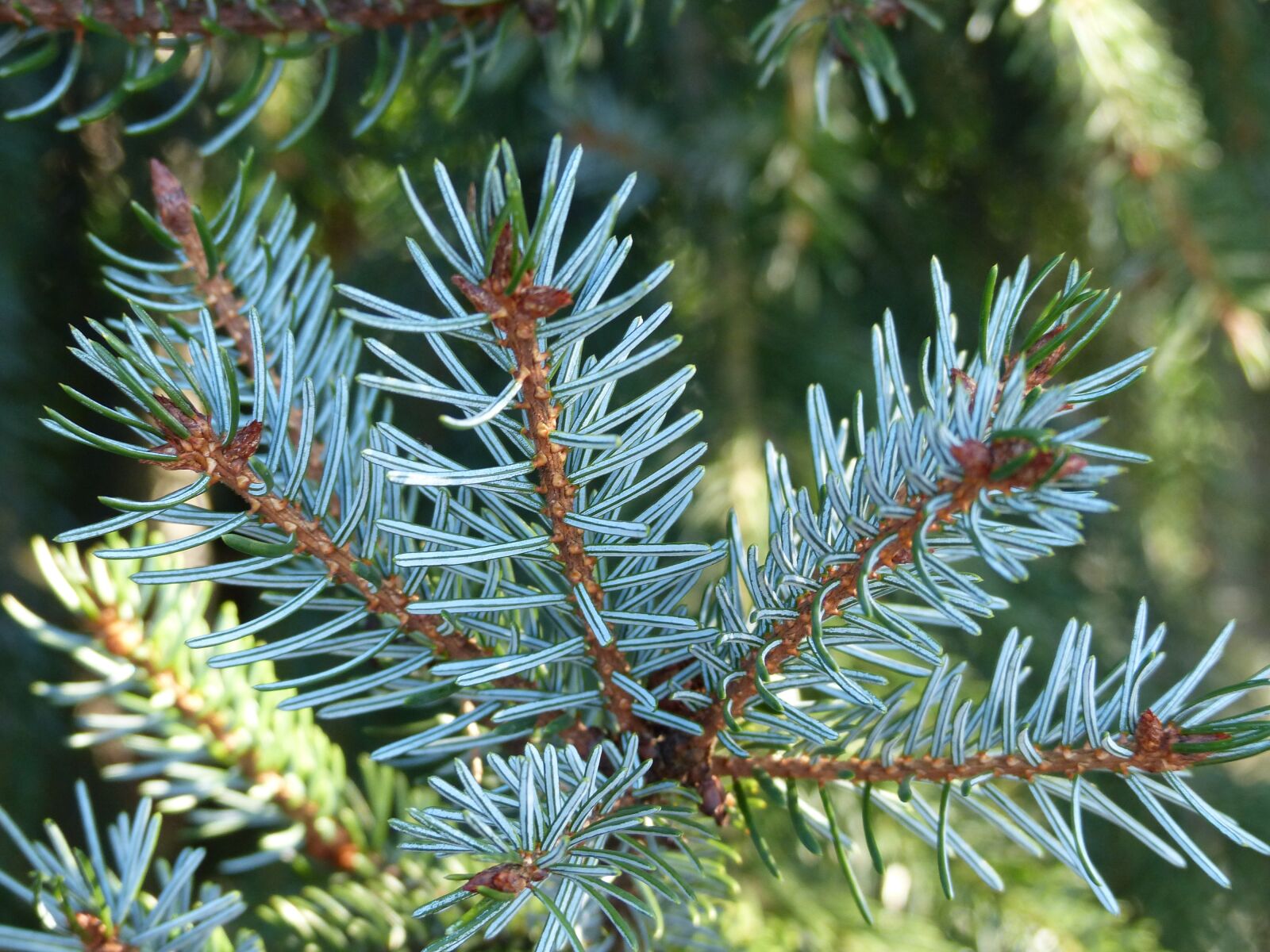 Panasonic Lumix DMC-FZ200 sample photo. Garden, nature, spruce photography
