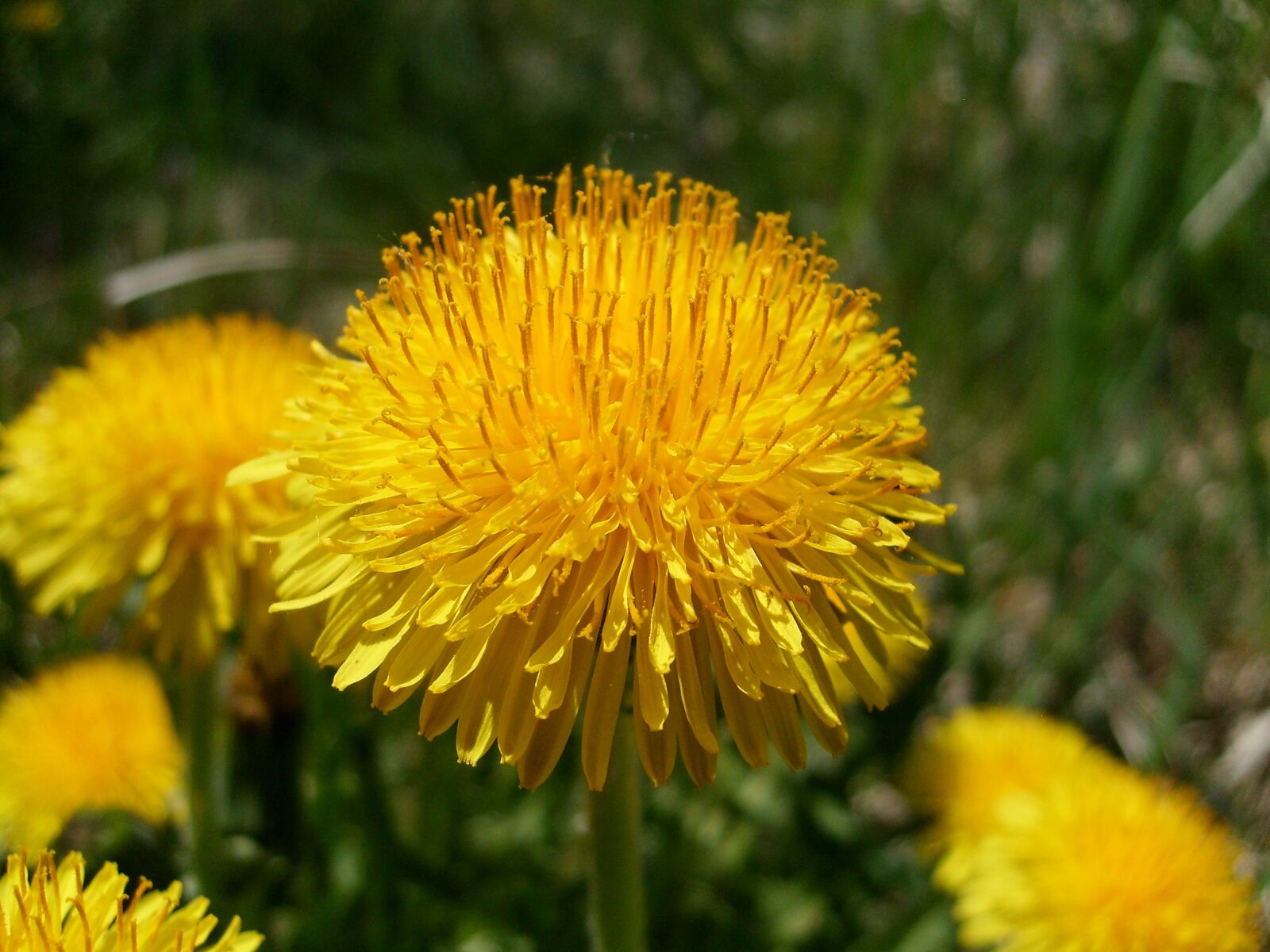 Samsung KENOX S730  / Samsung S730 sample photo. Flower, nuns, macro photography