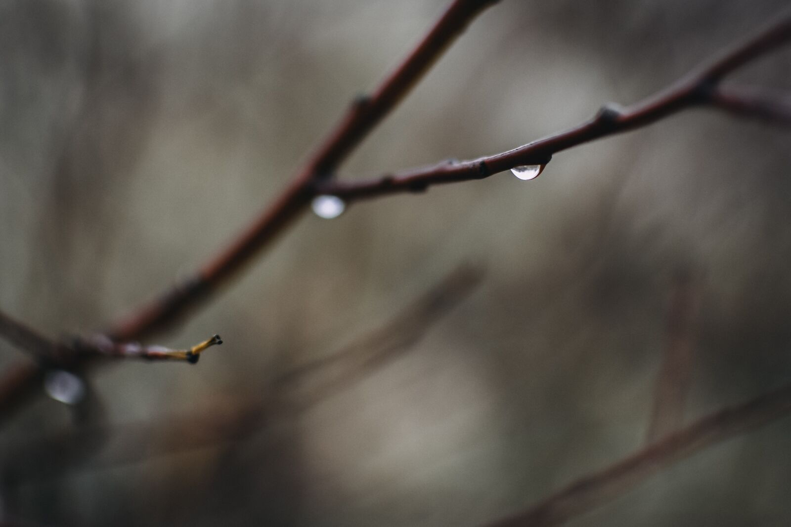 Nikon D7200 sample photo. Drop, water, rain photography