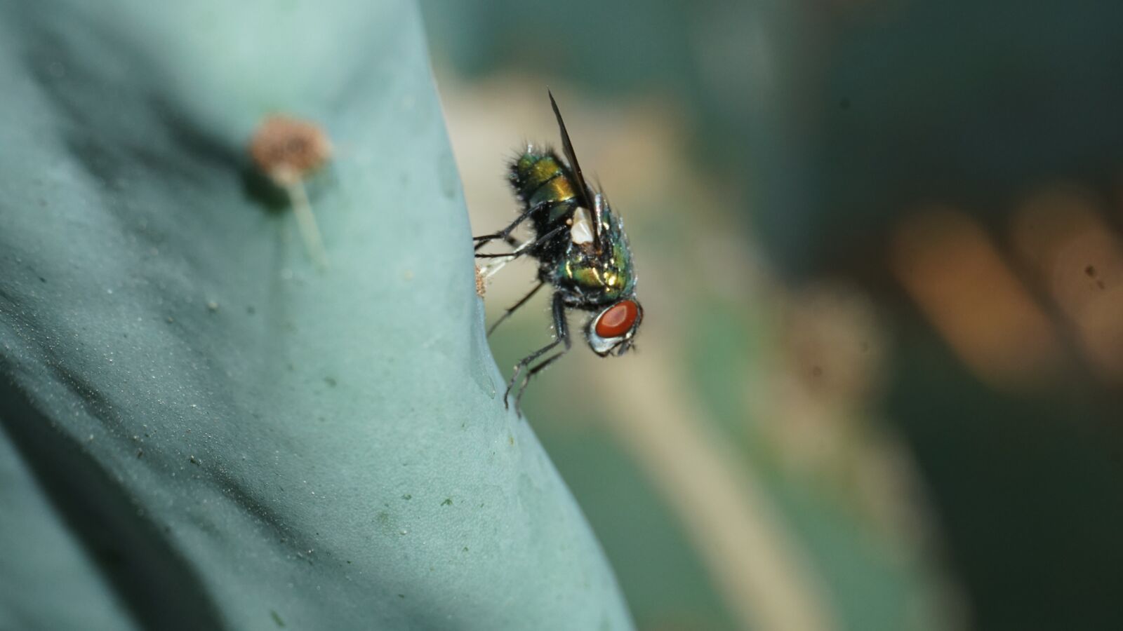 Sony a6300 sample photo. Fly, insect, bug photography