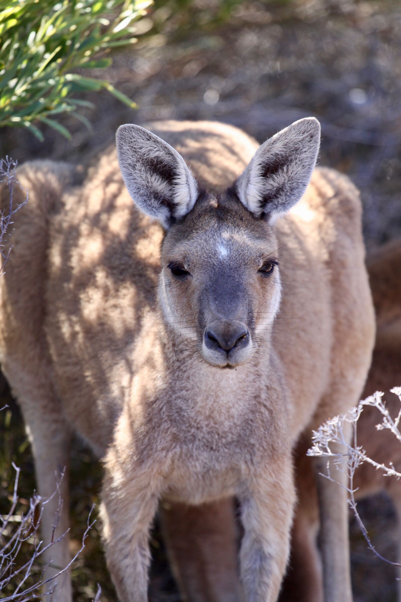Canon EOS 50D sample photo. Kangaroo, australia, animal photography