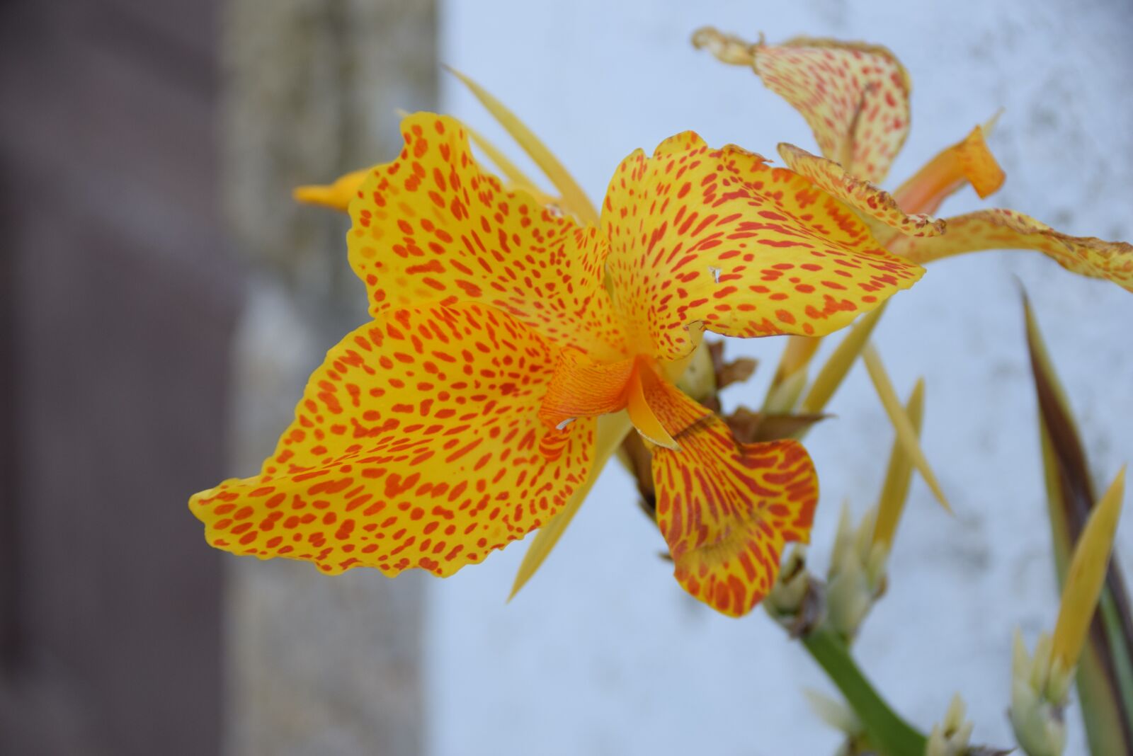 Nikon D3300 sample photo. Lys, orange, flower photography