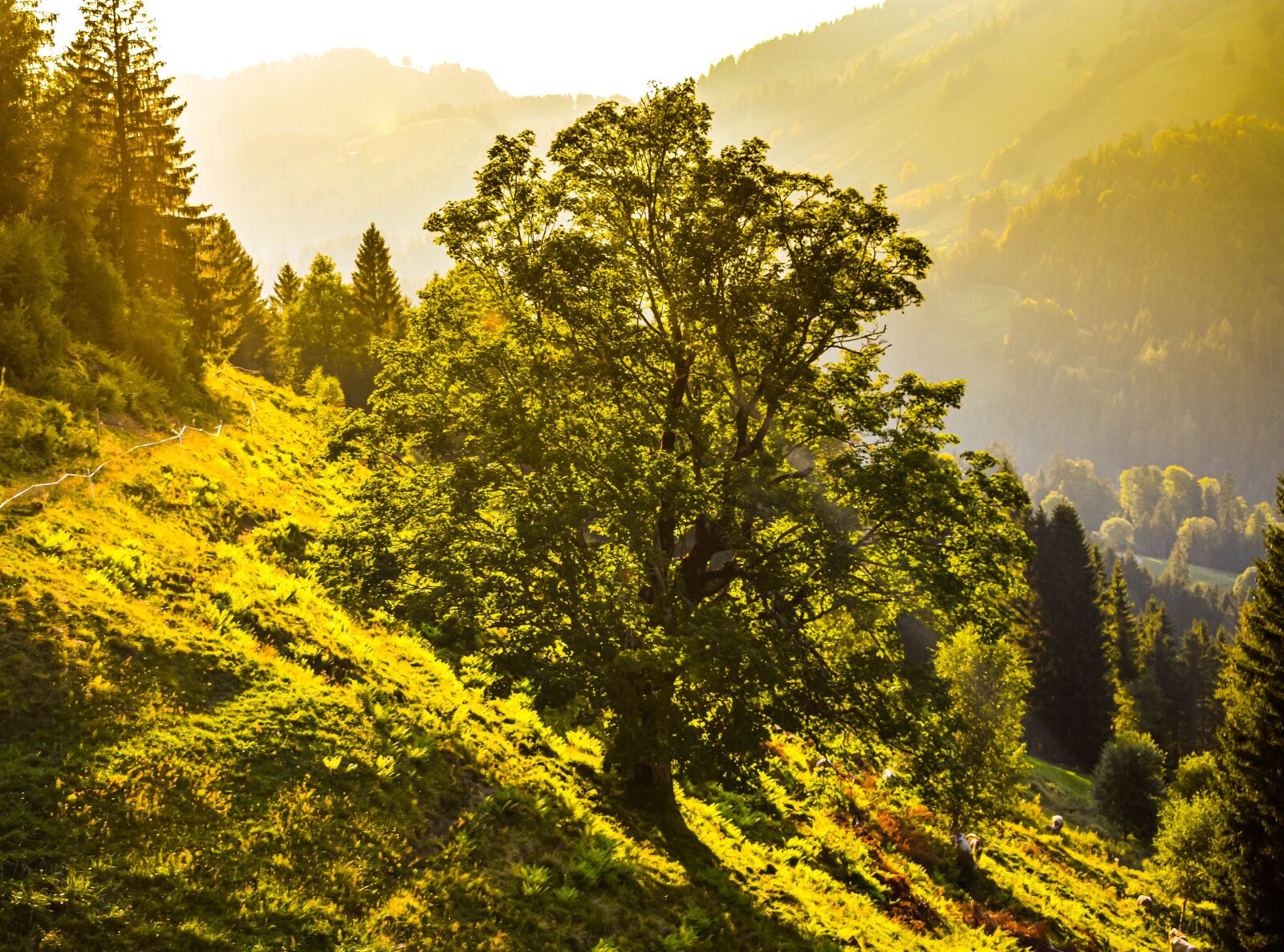 Nikon D3400 sample photo. Germany, alps, wallpaper photography