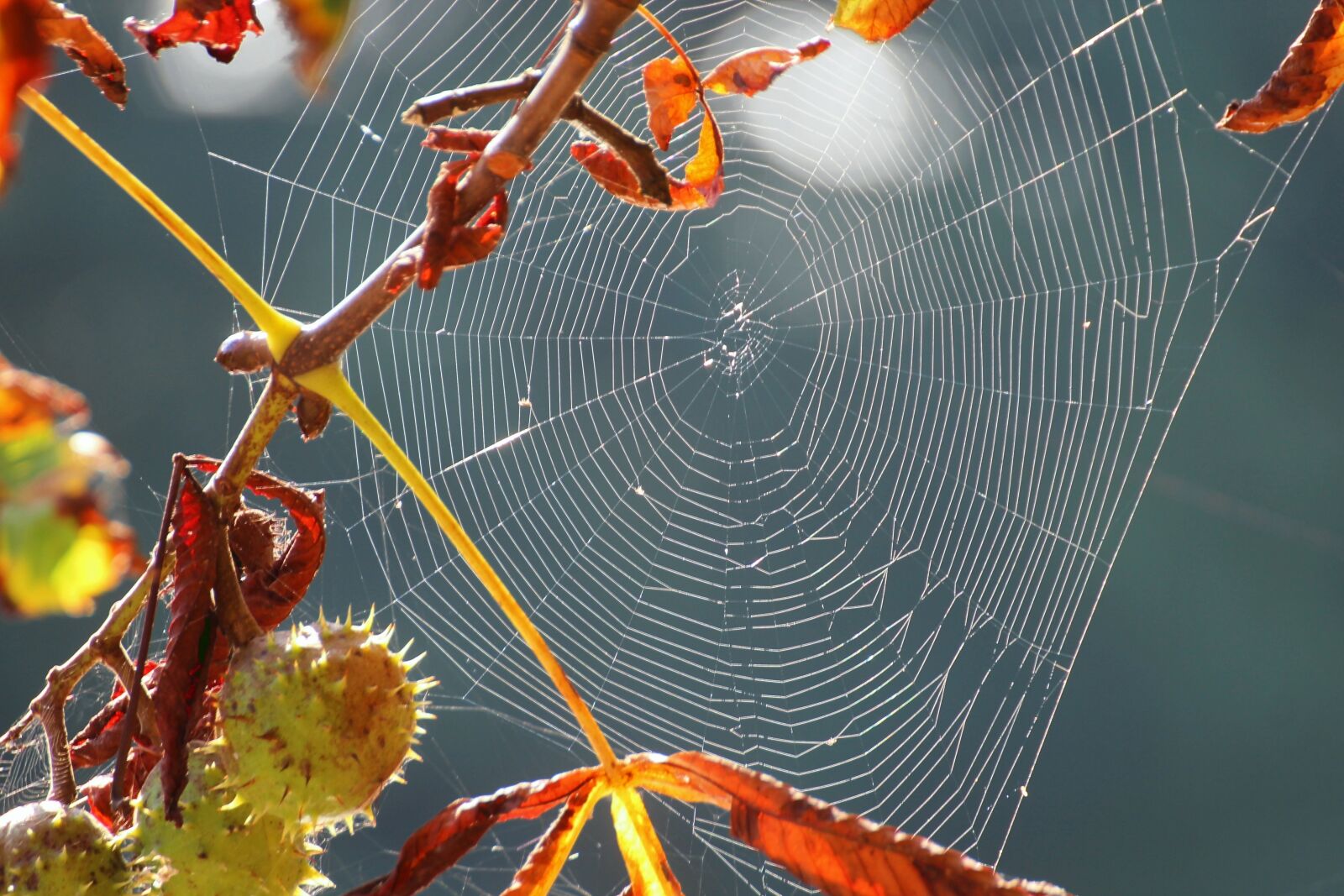 Canon EOS 600D (Rebel EOS T3i / EOS Kiss X5) sample photo. Spider webs, weave, spin photography