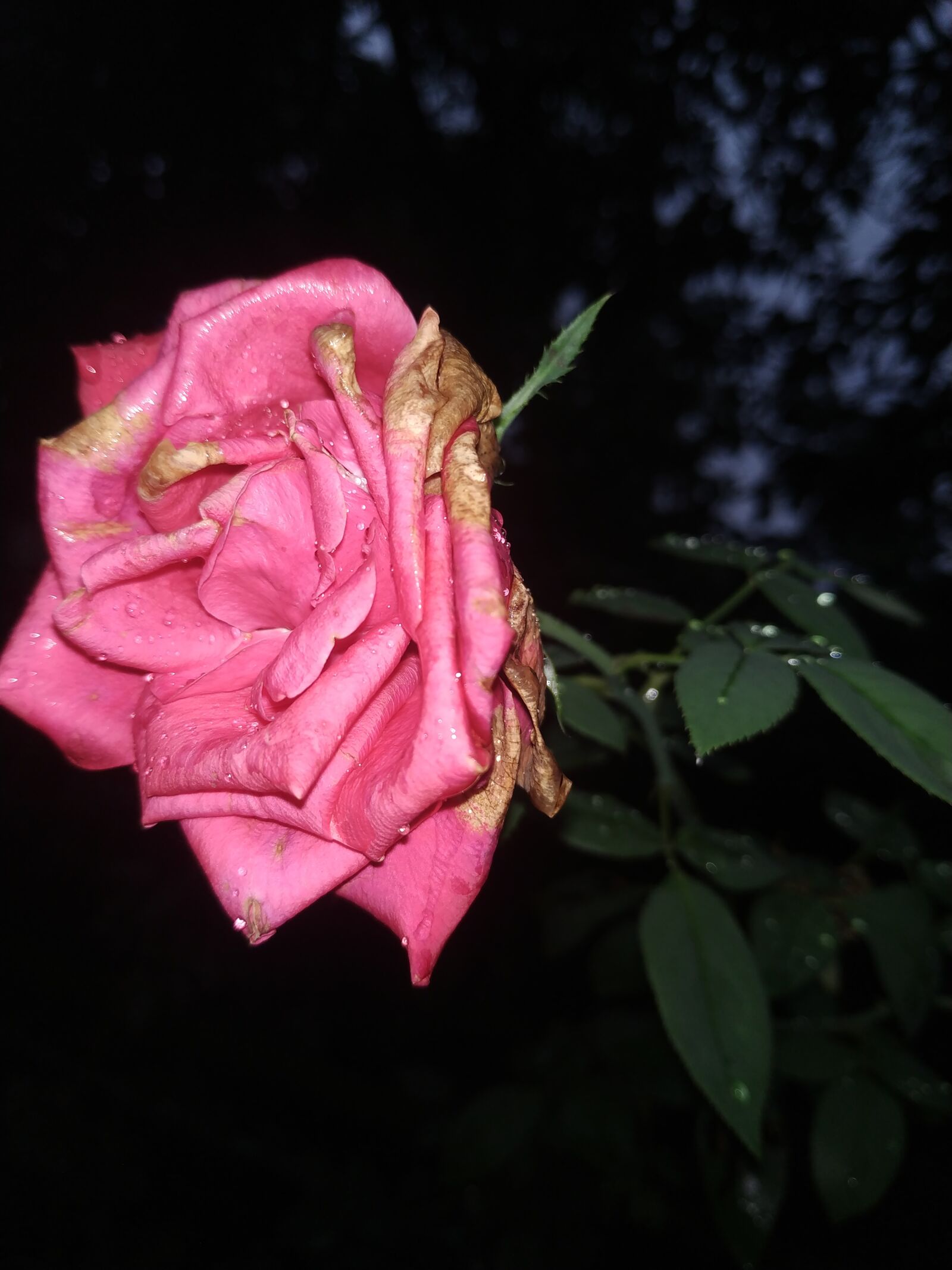 Xiaomi Redmi Note 5 sample photo. Flower, rose flower, beautiful photography