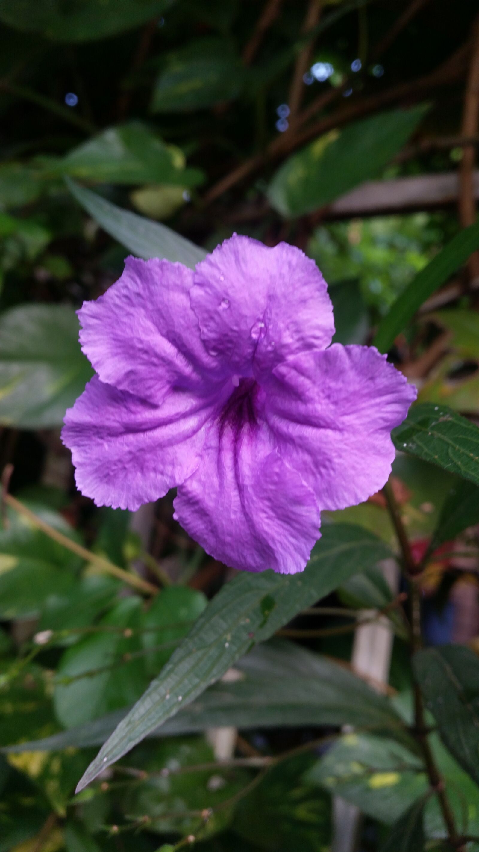 Samsung Galaxy S5 sample photo. Flower, flowers, purple flowers photography