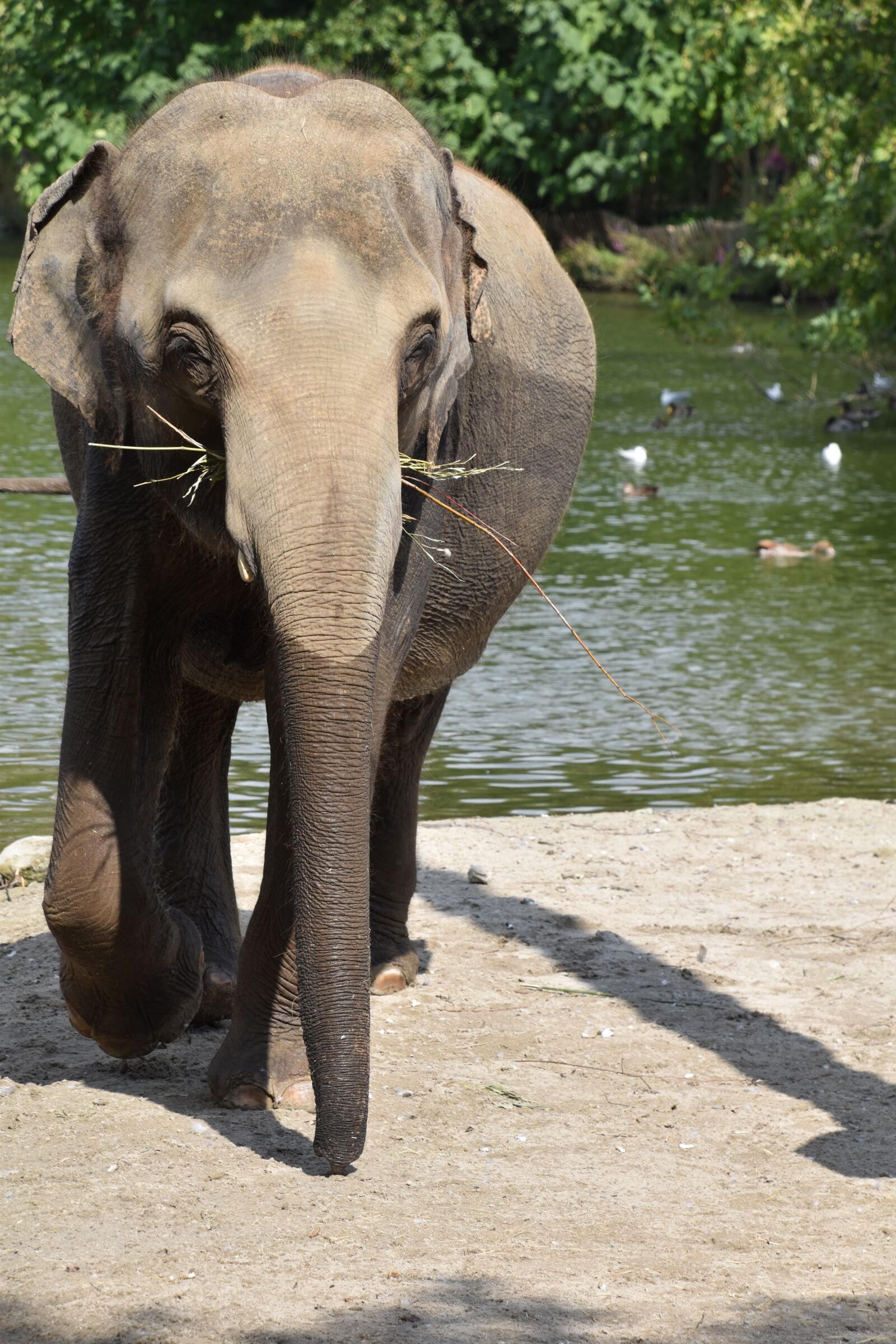 Nikon D5600 sample photo. Elephant, bath, river photography