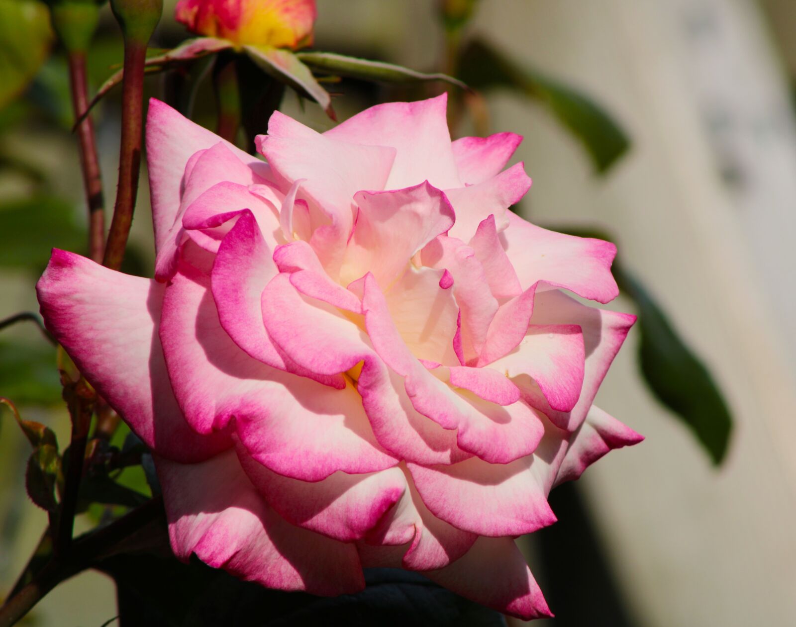 Canon EOS 2000D (EOS Rebel T7 / EOS Kiss X90 / EOS 1500D) sample photo. Pink rose, bicolor rose photography