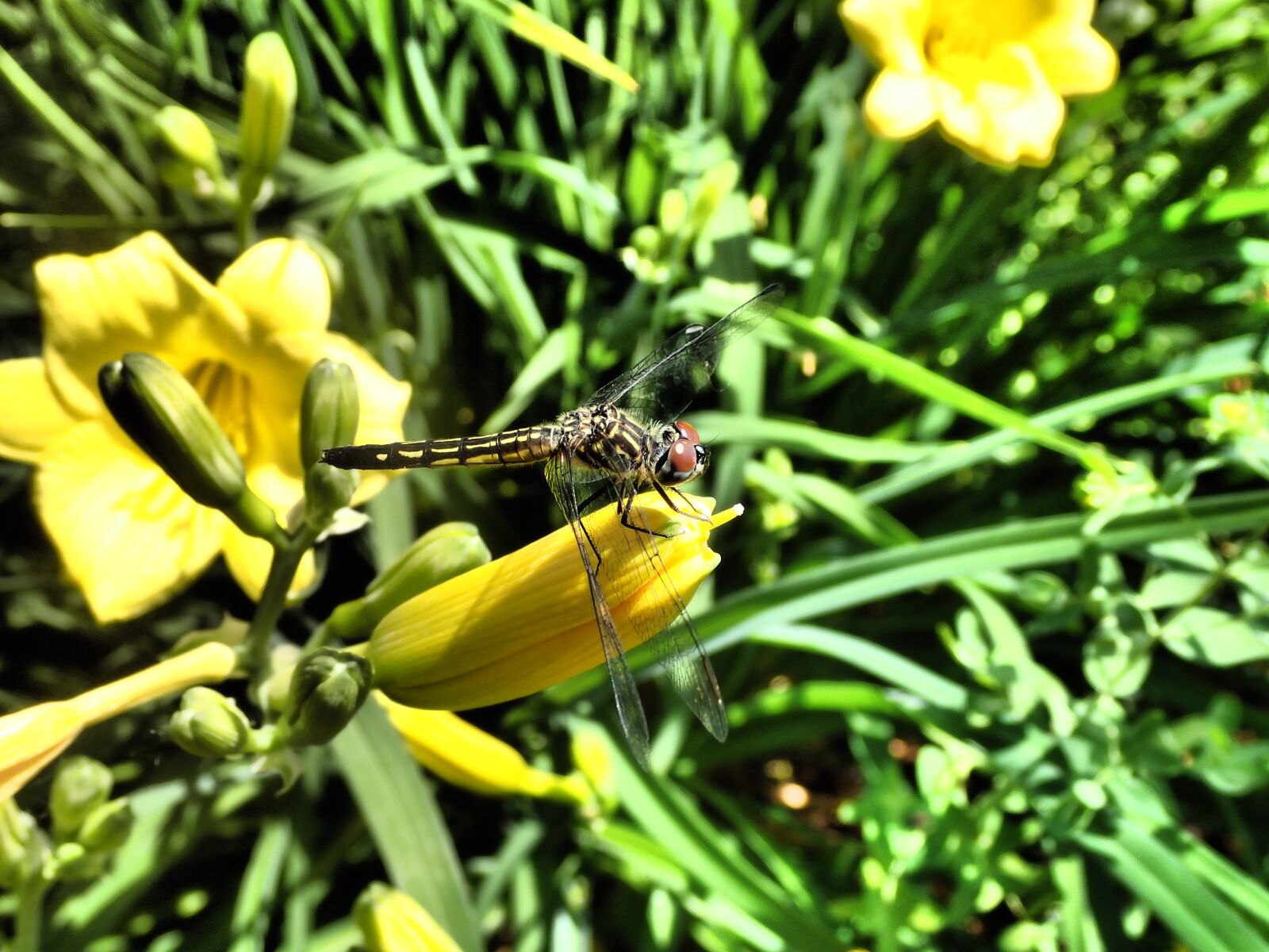 Olympus TG-4 sample photo. Dragonfly, insect, nature photography