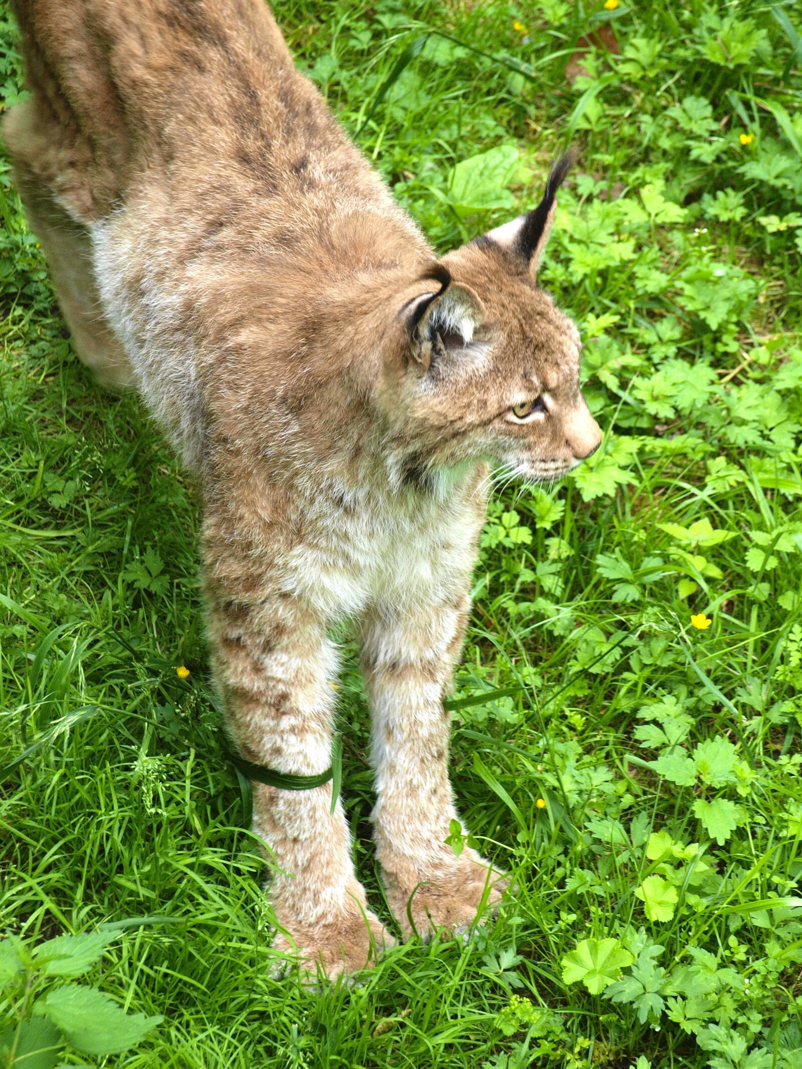 Olympus E-420 (EVOLT E-420) sample photo. Lynx, wild animal, wildcat photography