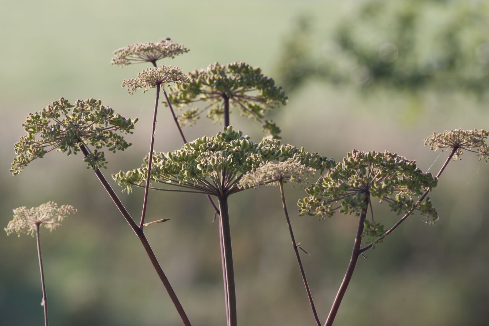 Canon EOS D60 sample photo. Alexanders, british countryside, foliage photography