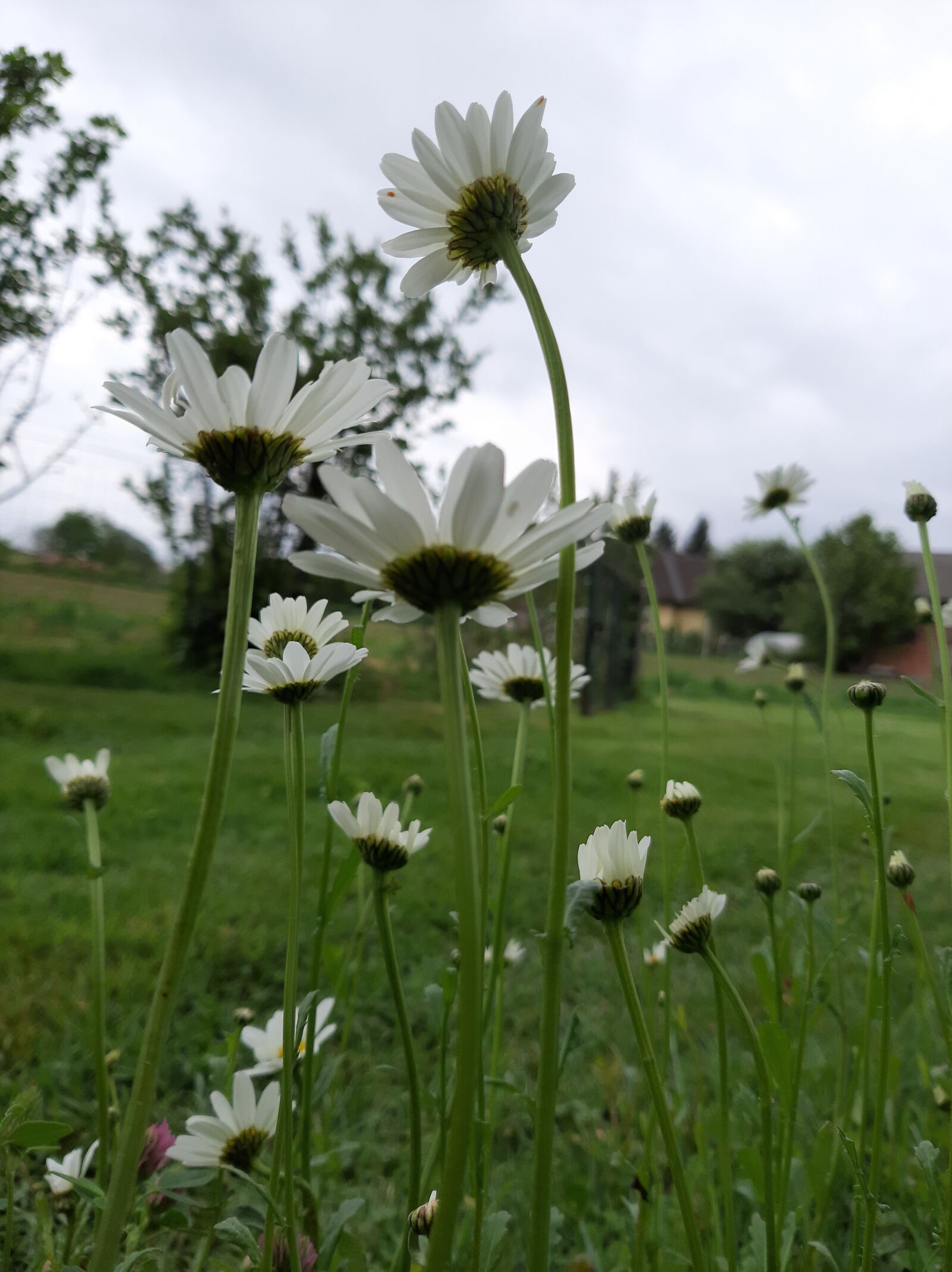 Samsung Galaxy A50 sample photo. Daisy, white, flowers photography