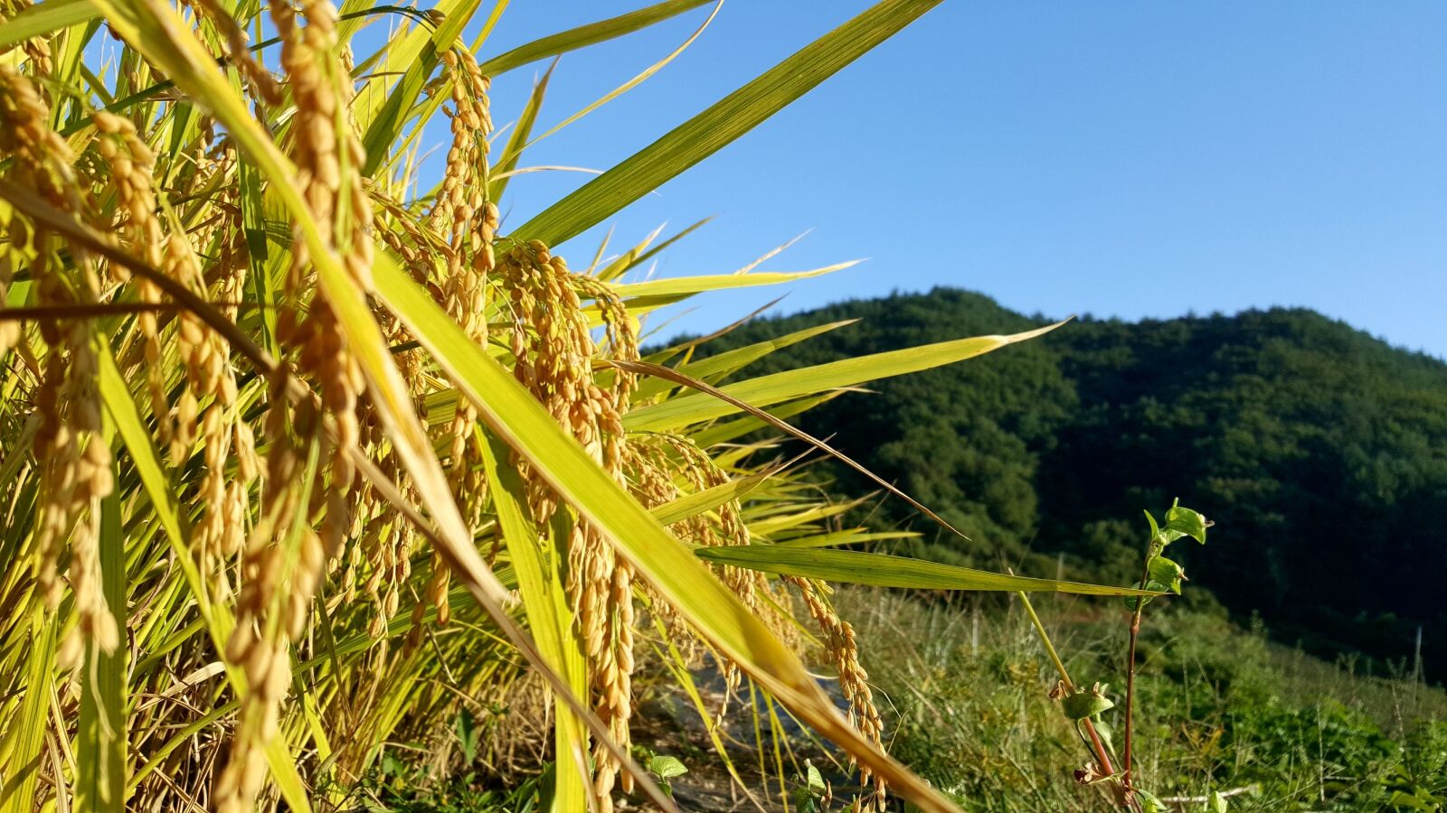 Samsung Galaxy Note5 sample photo. For, harvest, thanksgiving photography