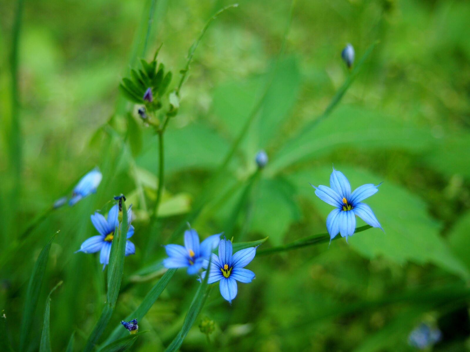 Olympus PEN E-PL3 sample photo. Purple, flowers, green photography