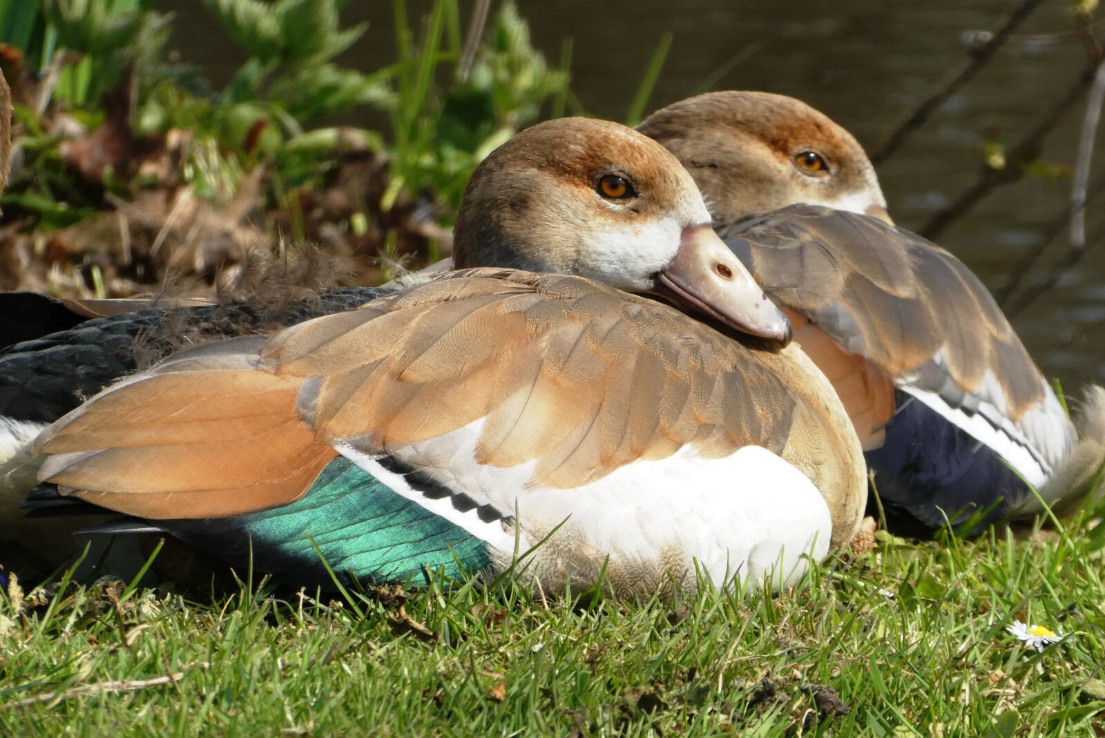 Panasonic Lumix DC-ZS70 (Lumix DC-TZ90) sample photo. Nile goose, chicks, geese photography