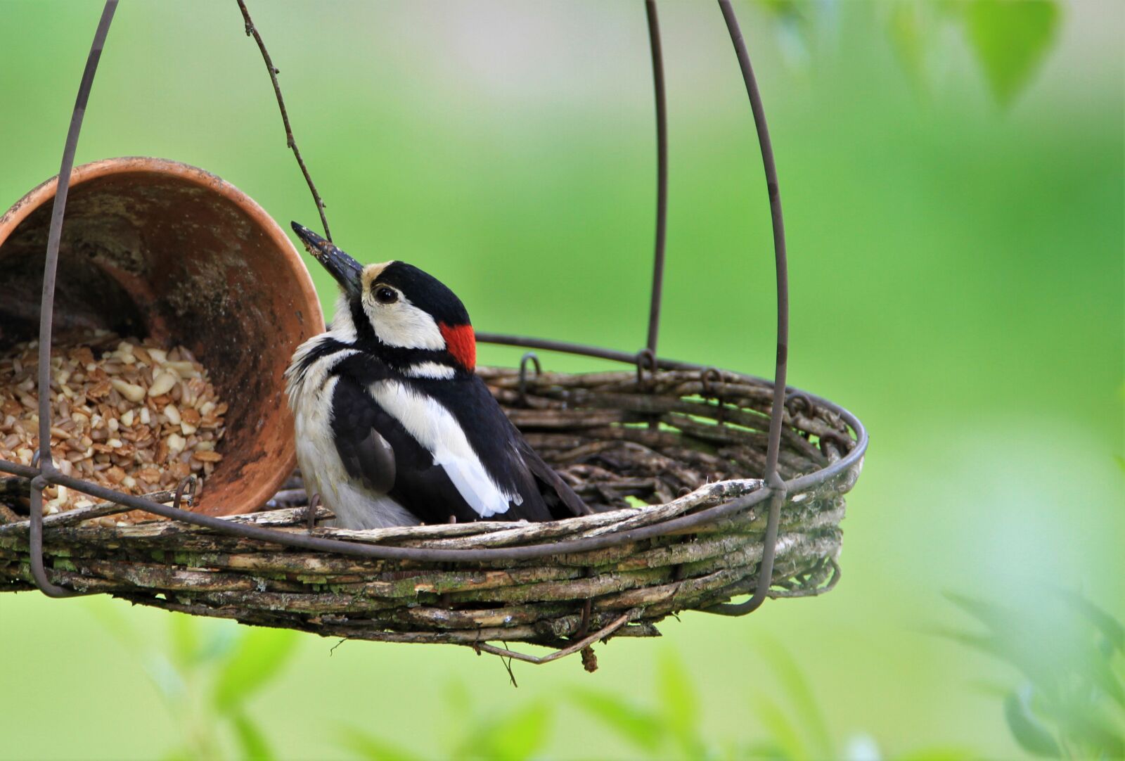 Tamron SP 150-600mm F5-6.3 Di VC USD sample photo. Great spotted woodpecker, feeding photography