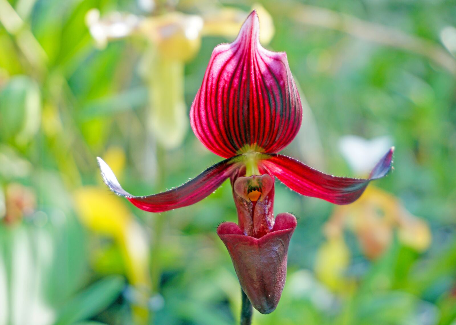 Sony E 16-50mm F3.5-5.6 PZ OSS sample photo. Nature, plants, flower photography