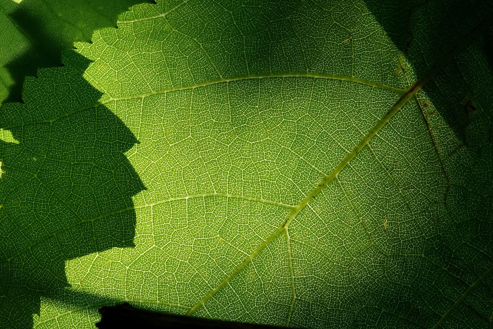 Sony DSC-HX60 sample photo. Leaf, plant, nature photography